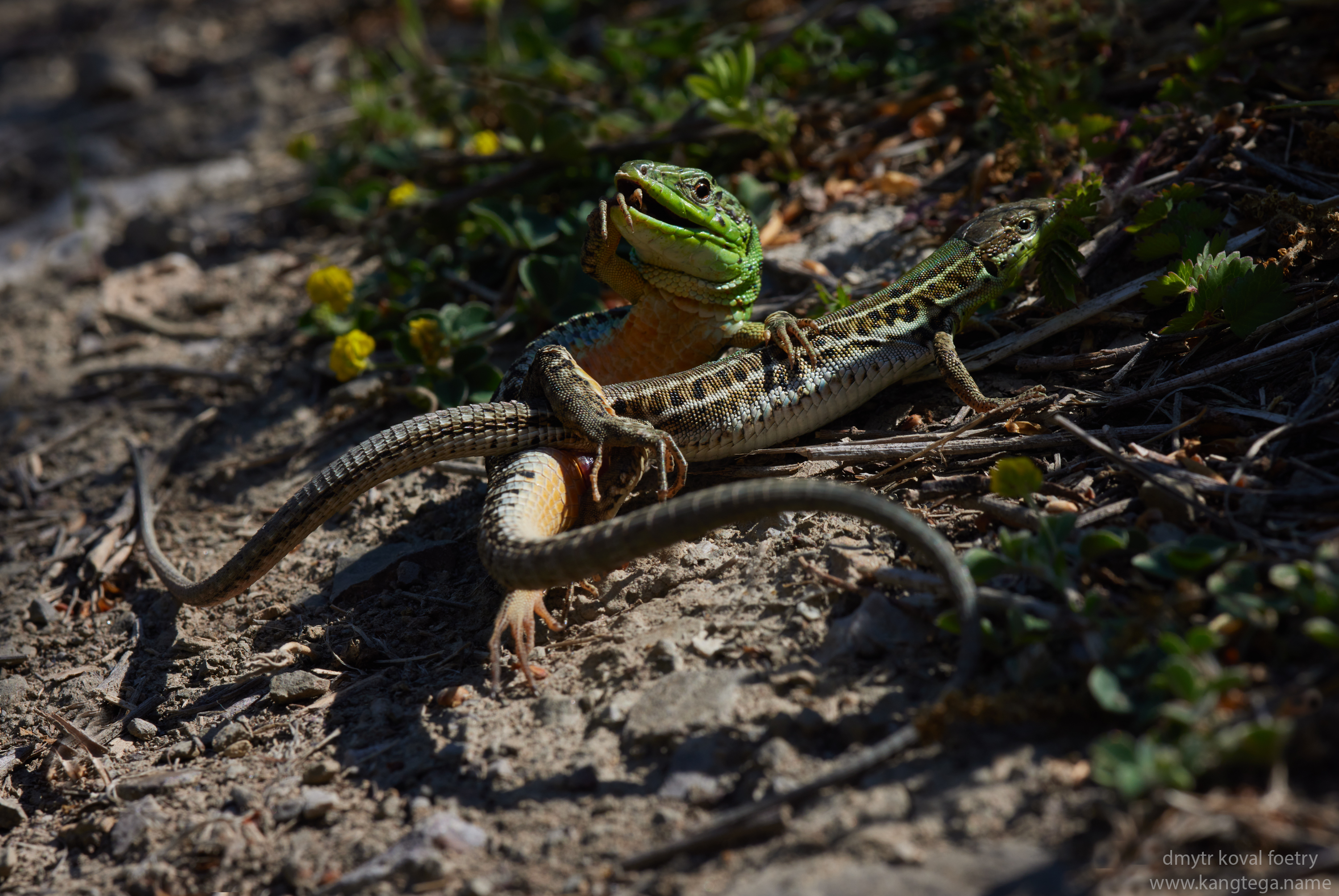 , Коваль Дмитр