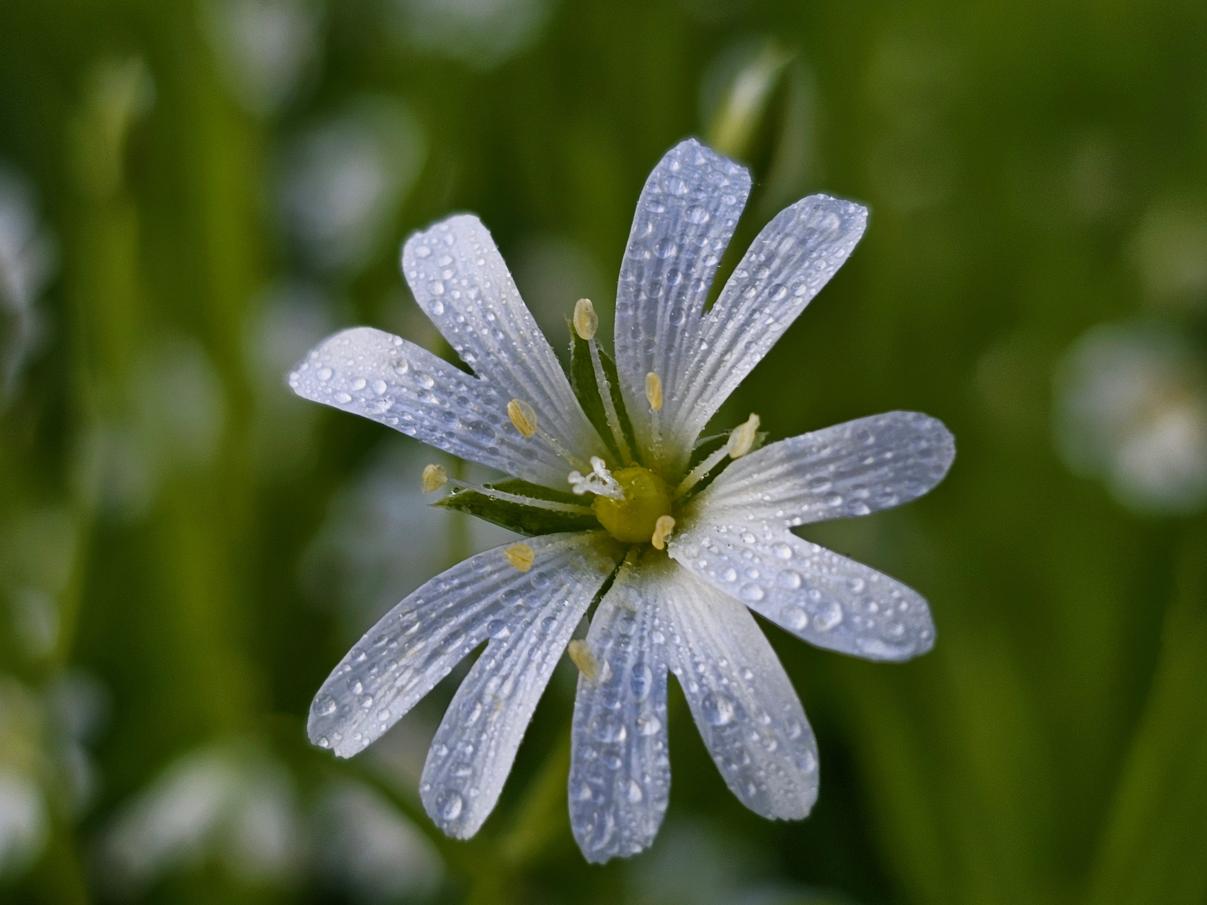 , Мария Яковлева