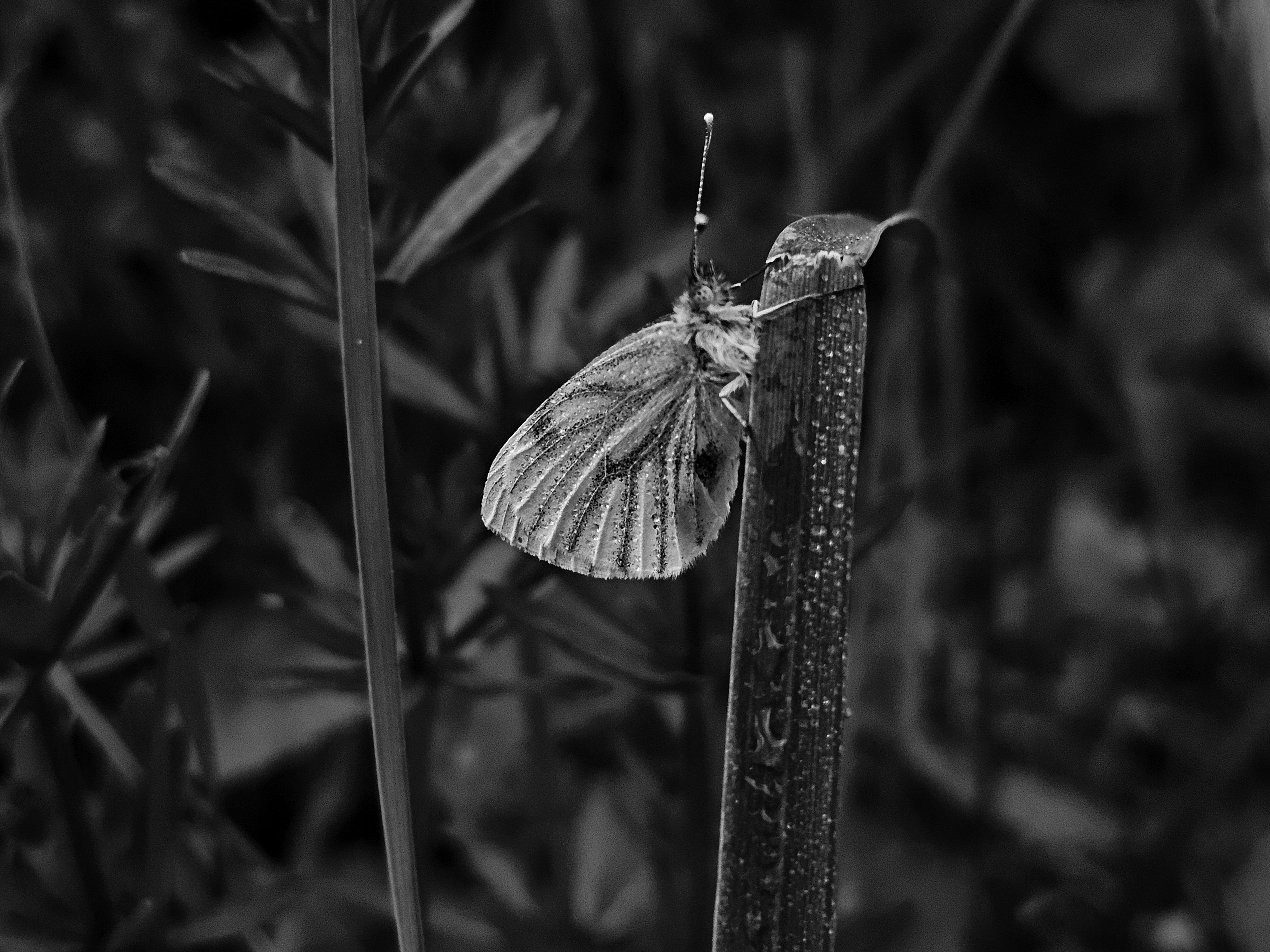 , Мария Яковлева
