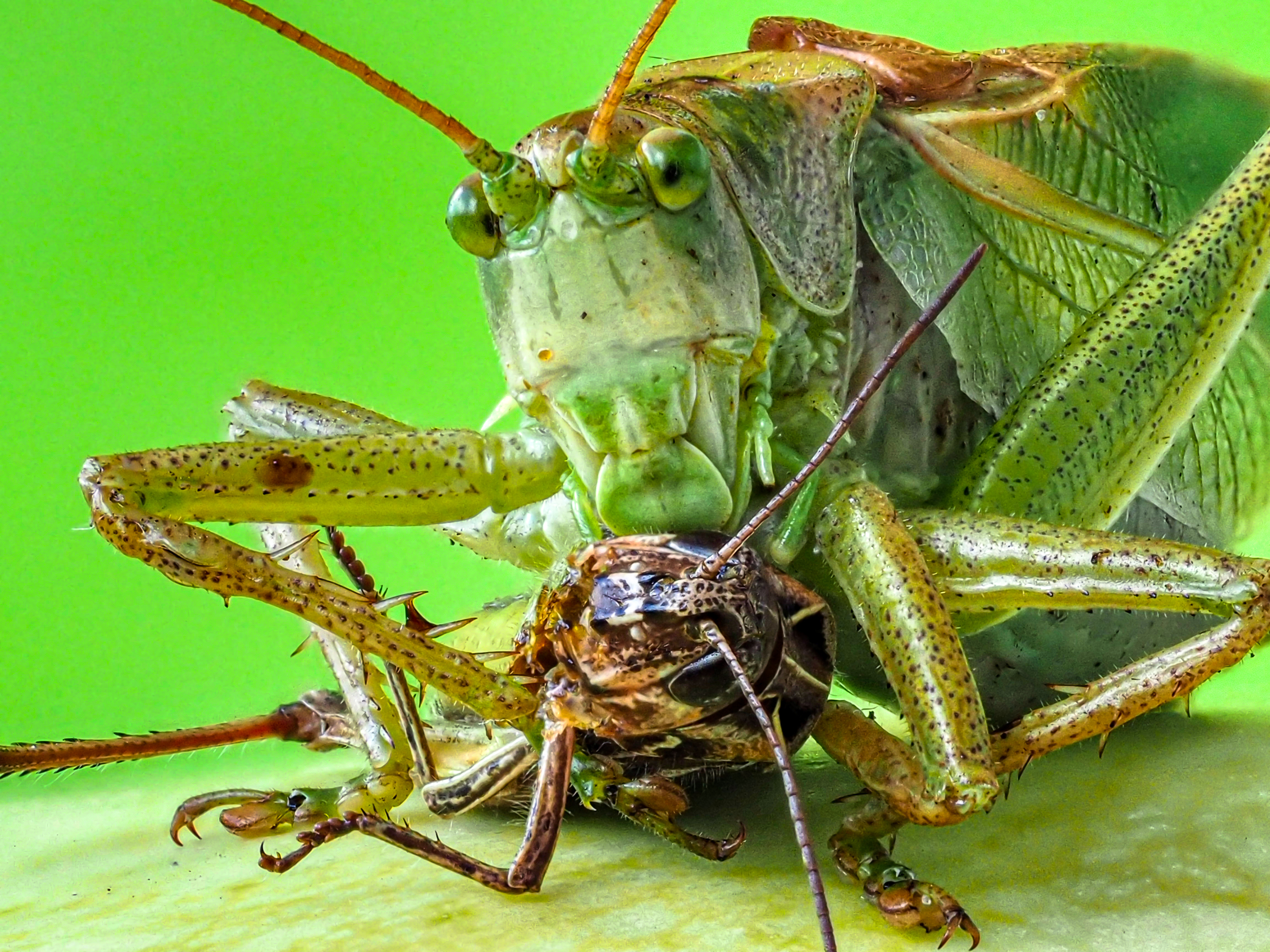 , Олег Савицкий