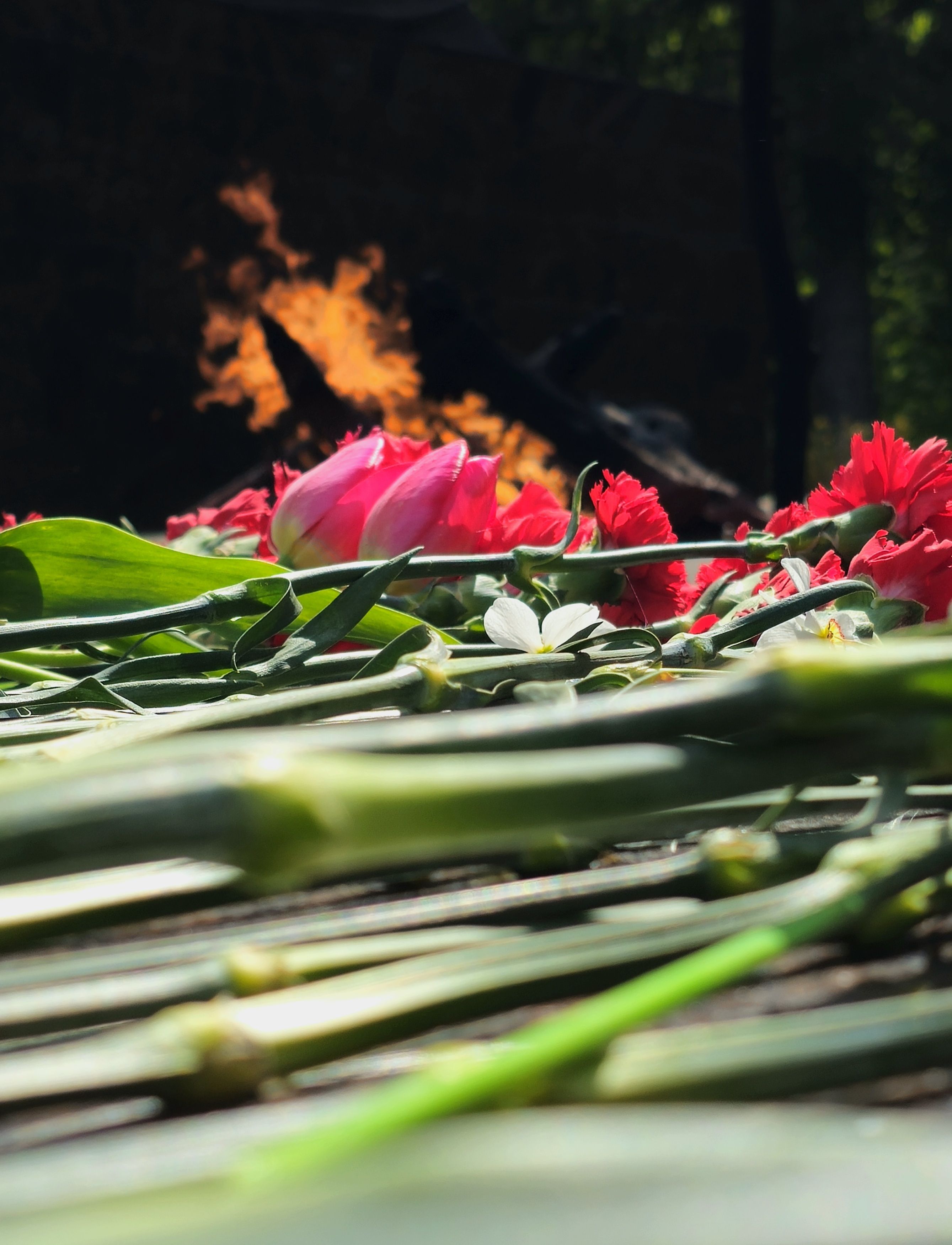 , Мария Яковлева