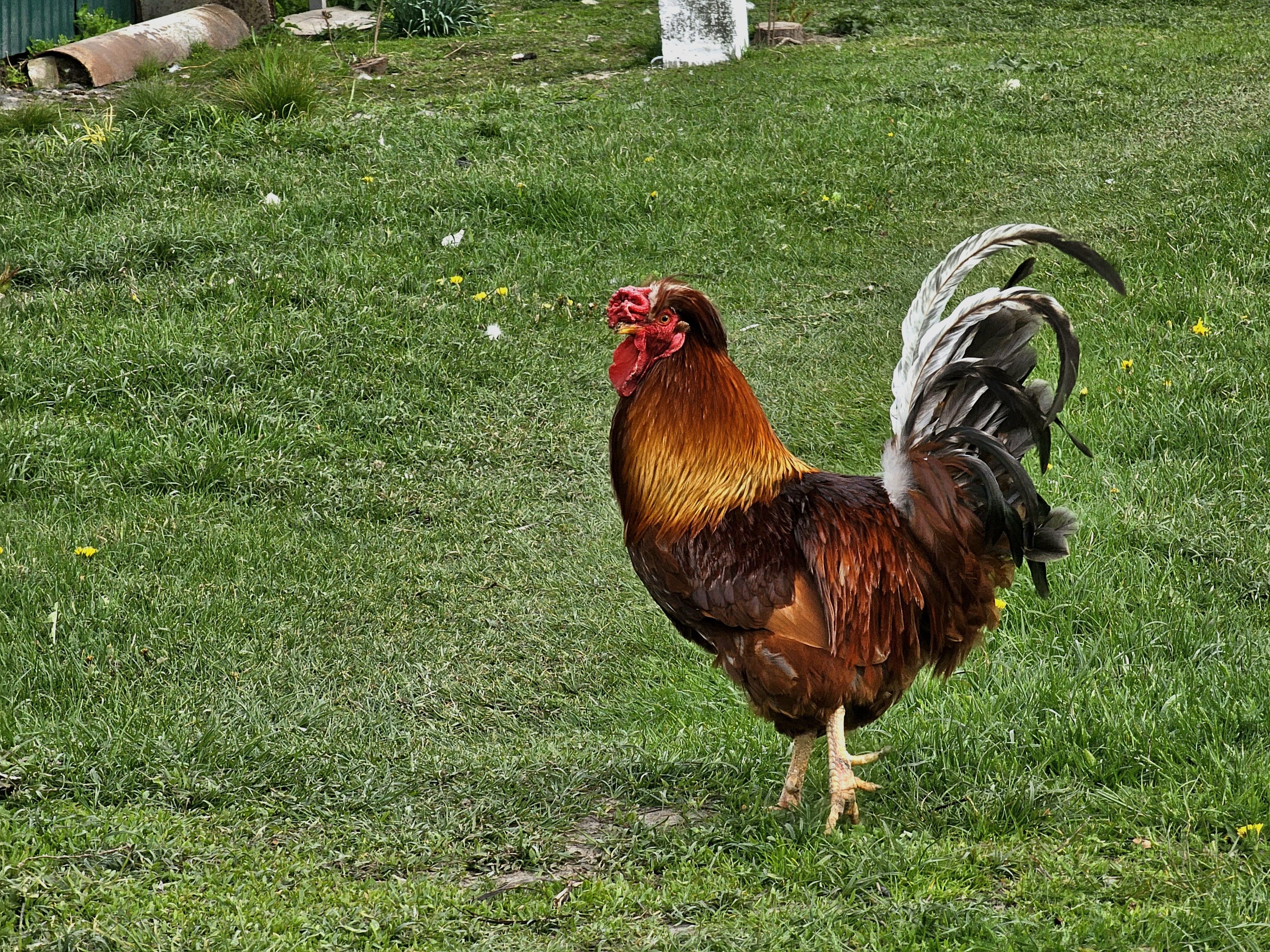 , Мария Яковлева