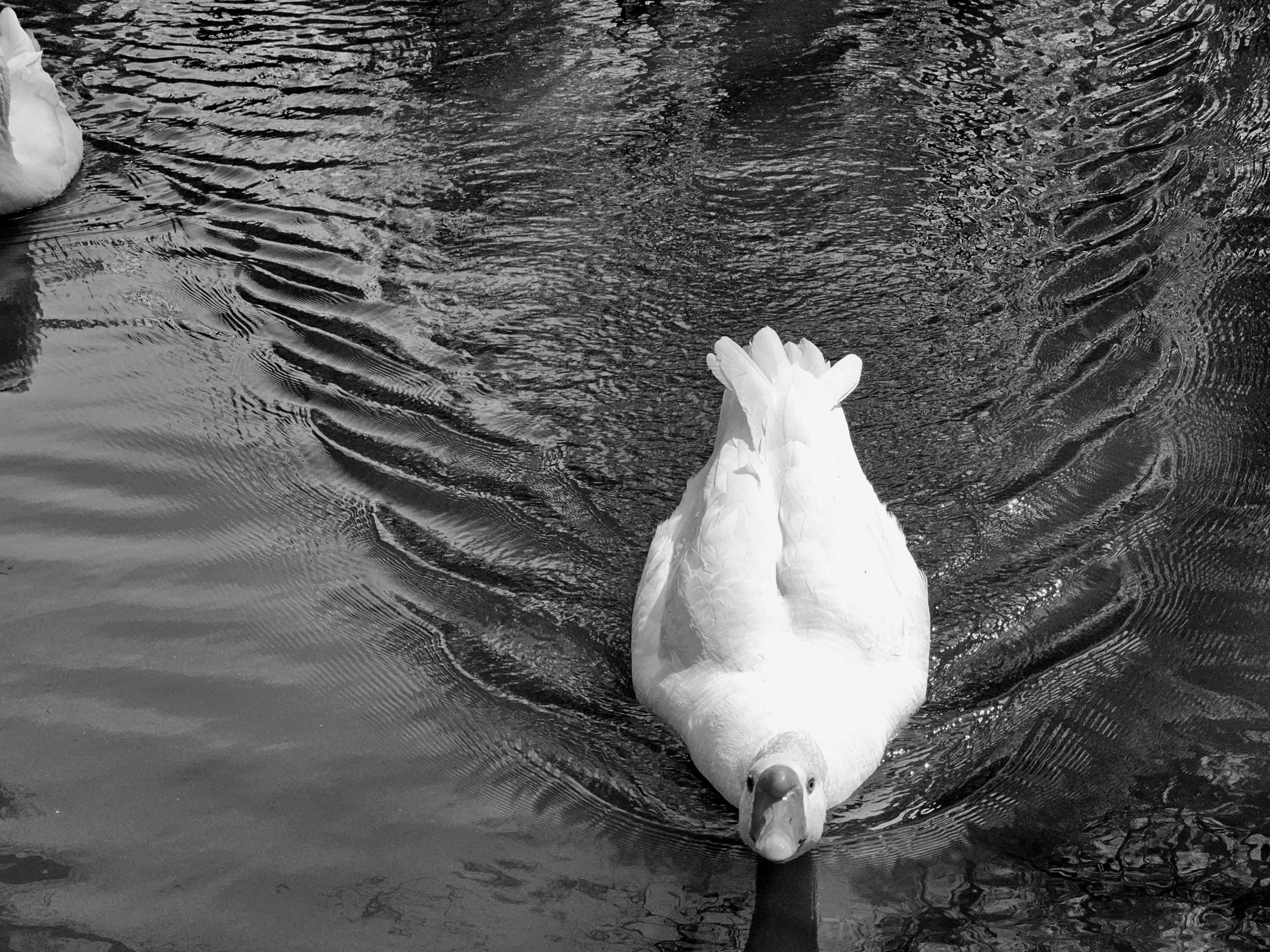 , Мария Яковлева