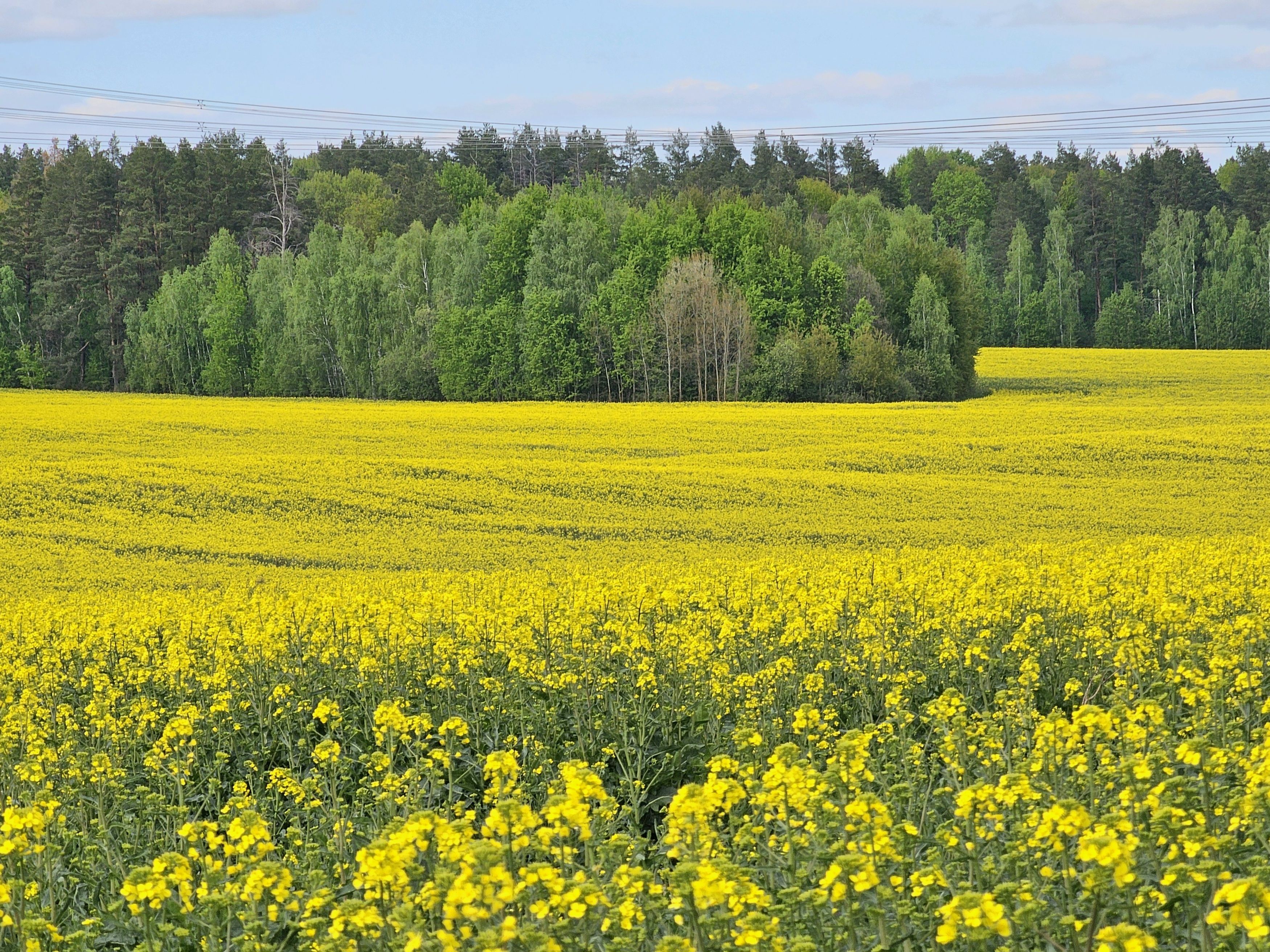 , Мария Яковлева
