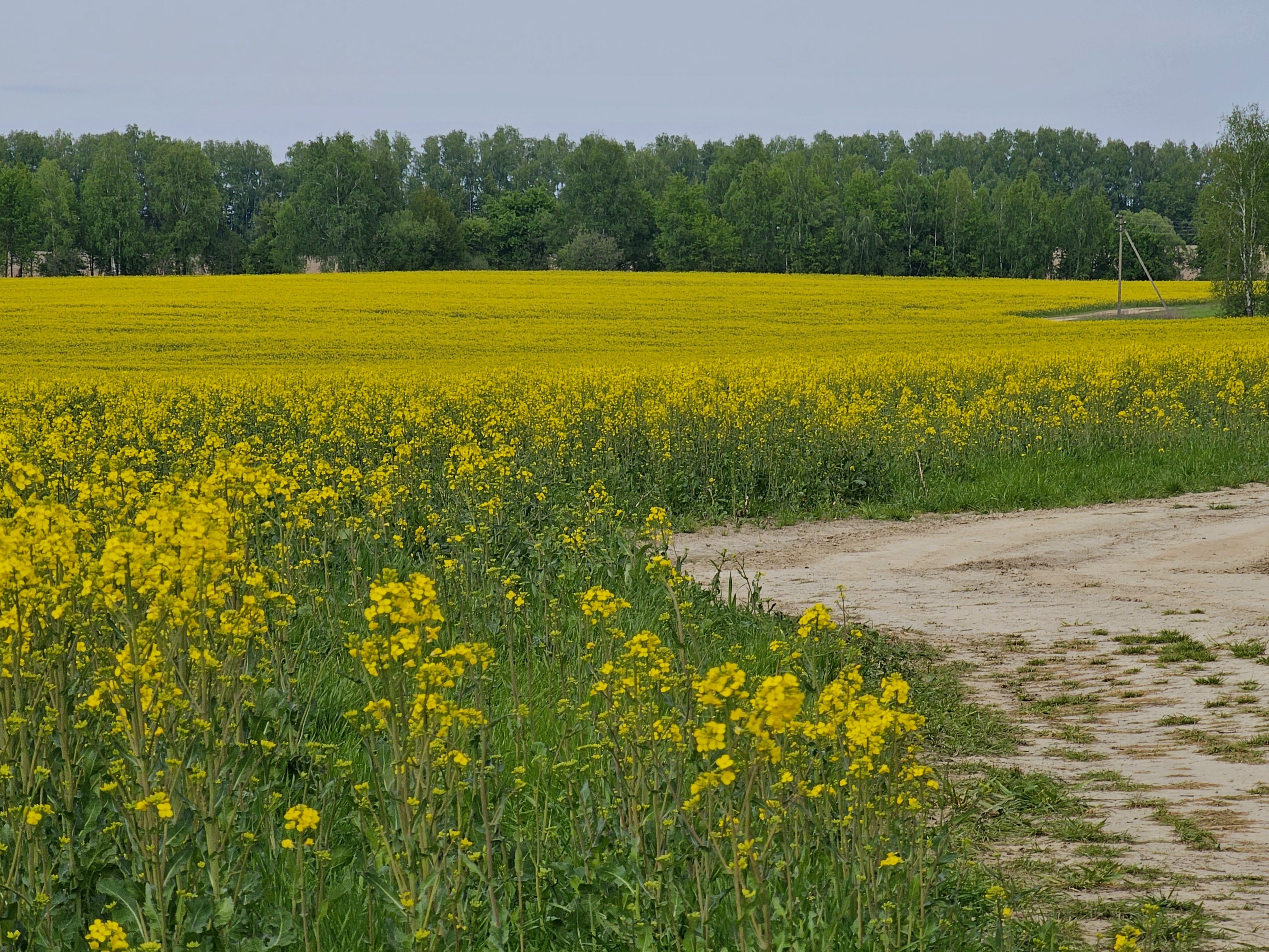 , Мария Яковлева