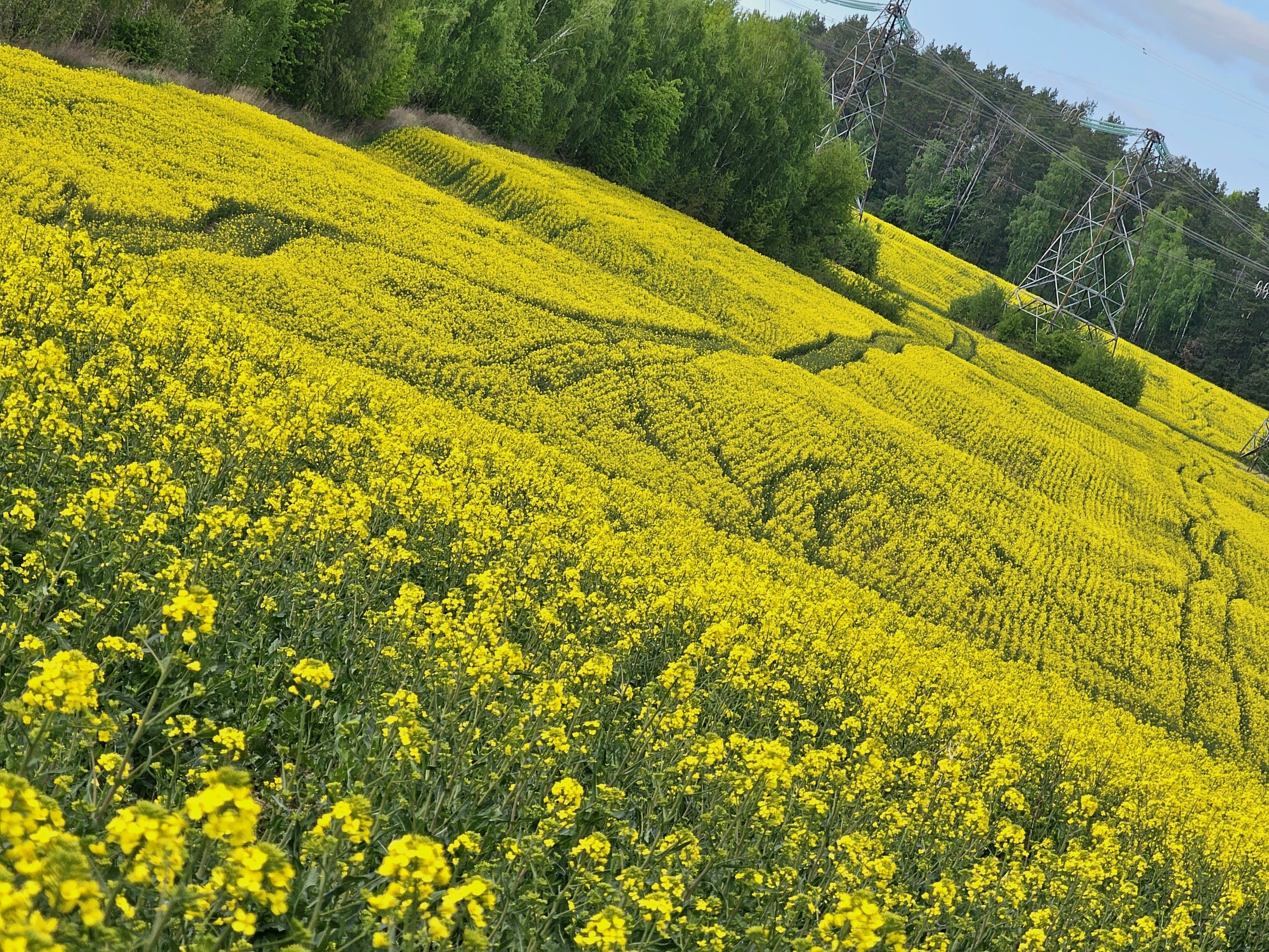 , Мария Яковлева
