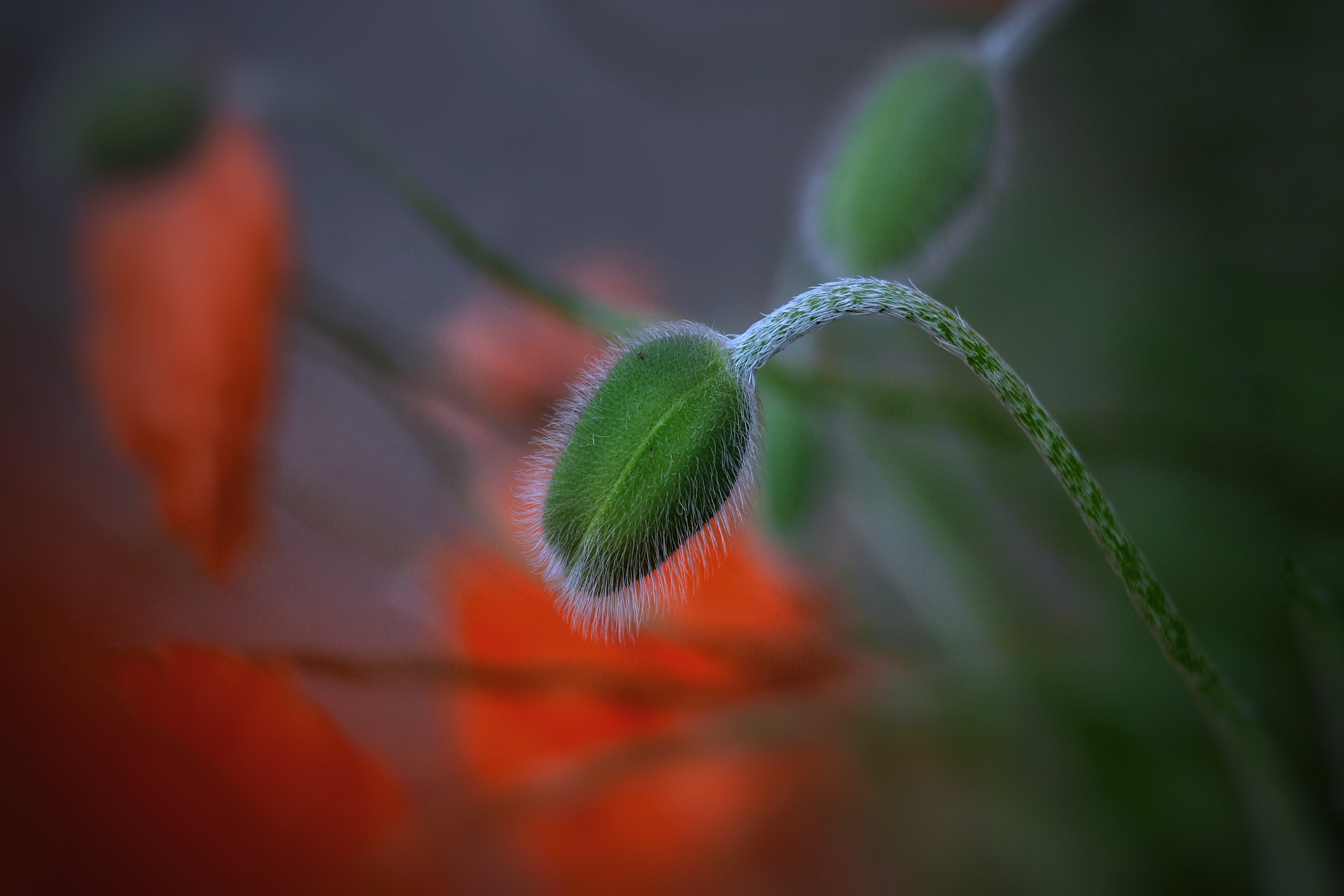 , Юлияна Стоянова