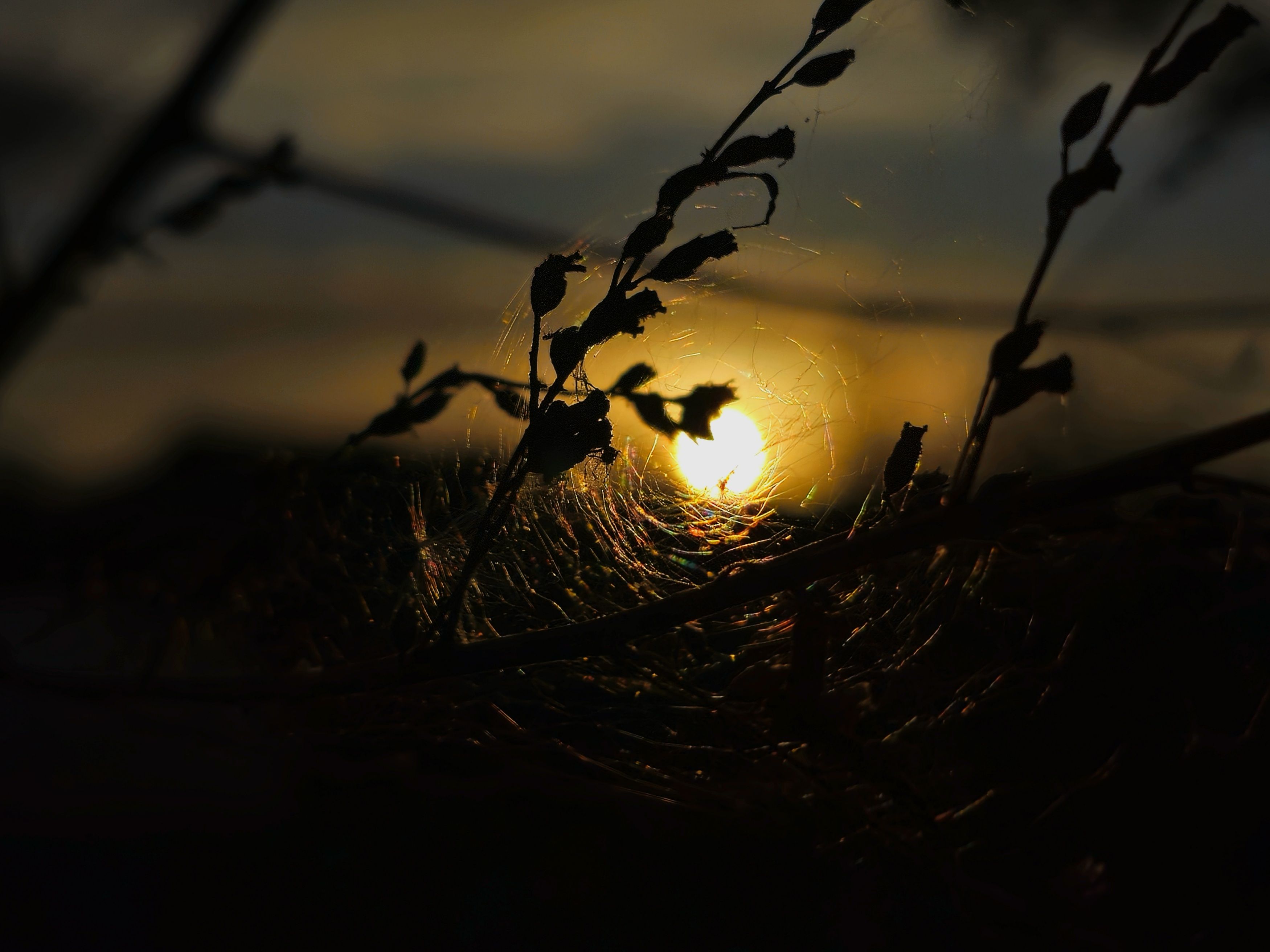 , Мария Яковлева