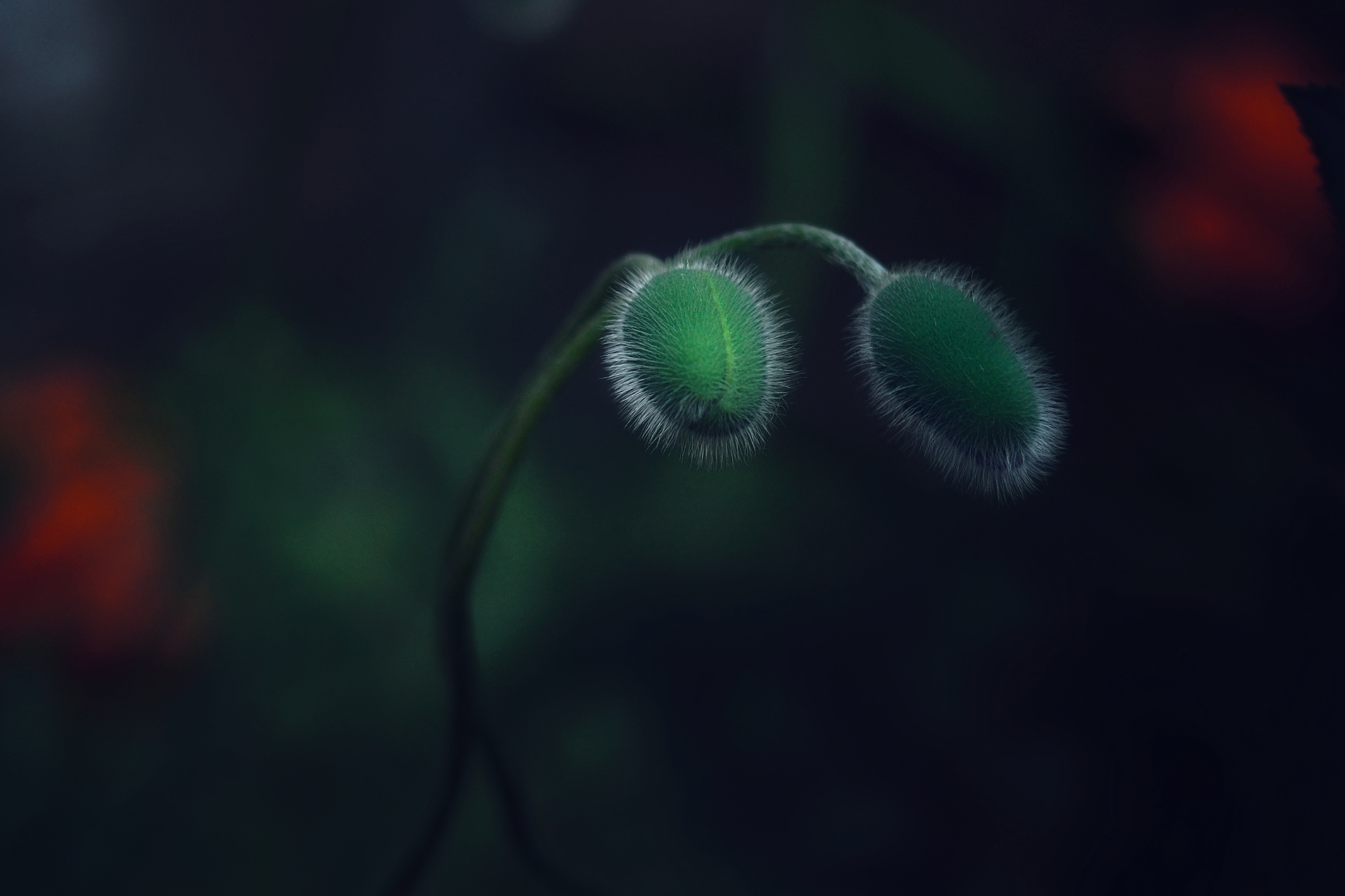 , Юлияна Стоянова