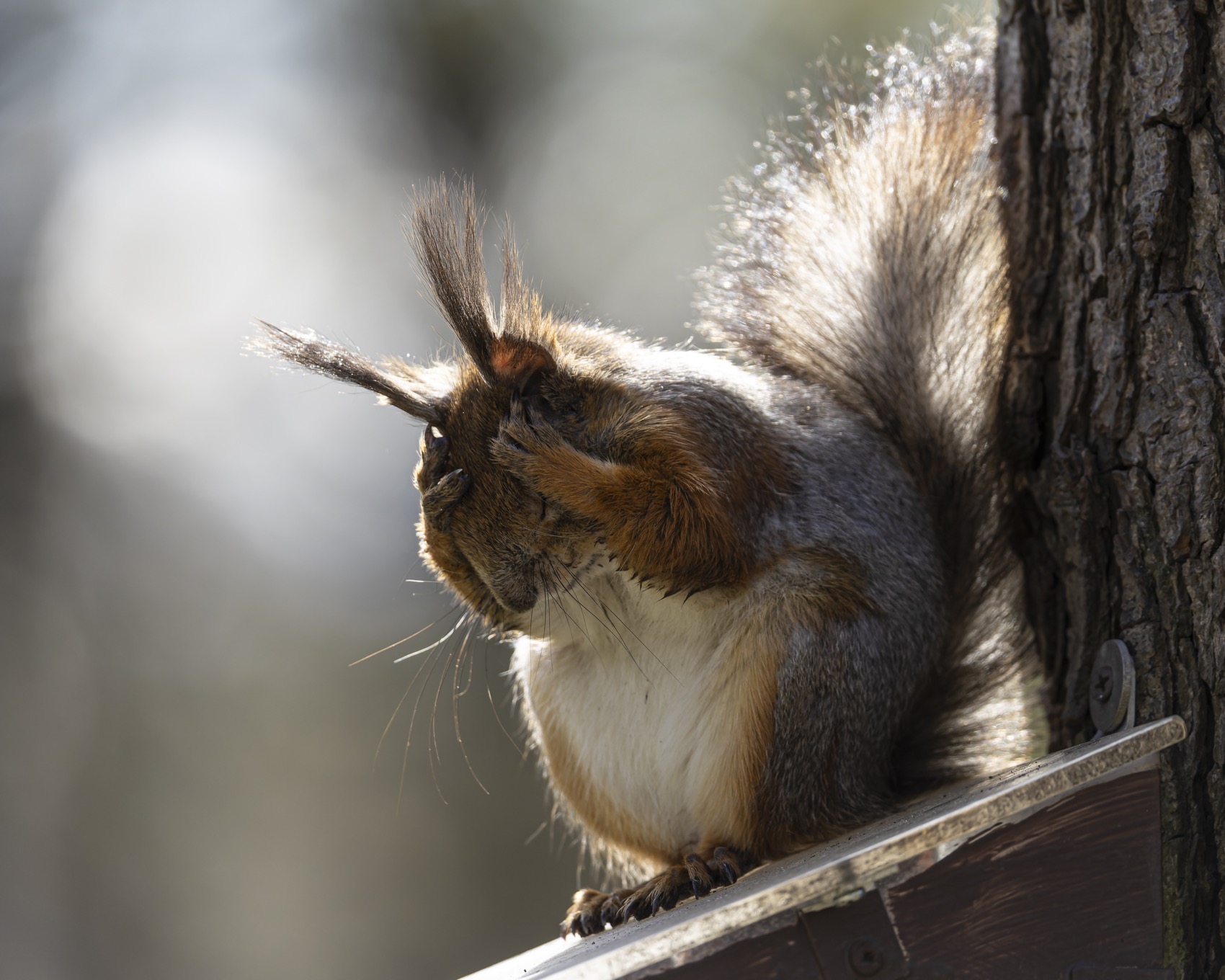 белка, юмор, белочка, Руслан Pl