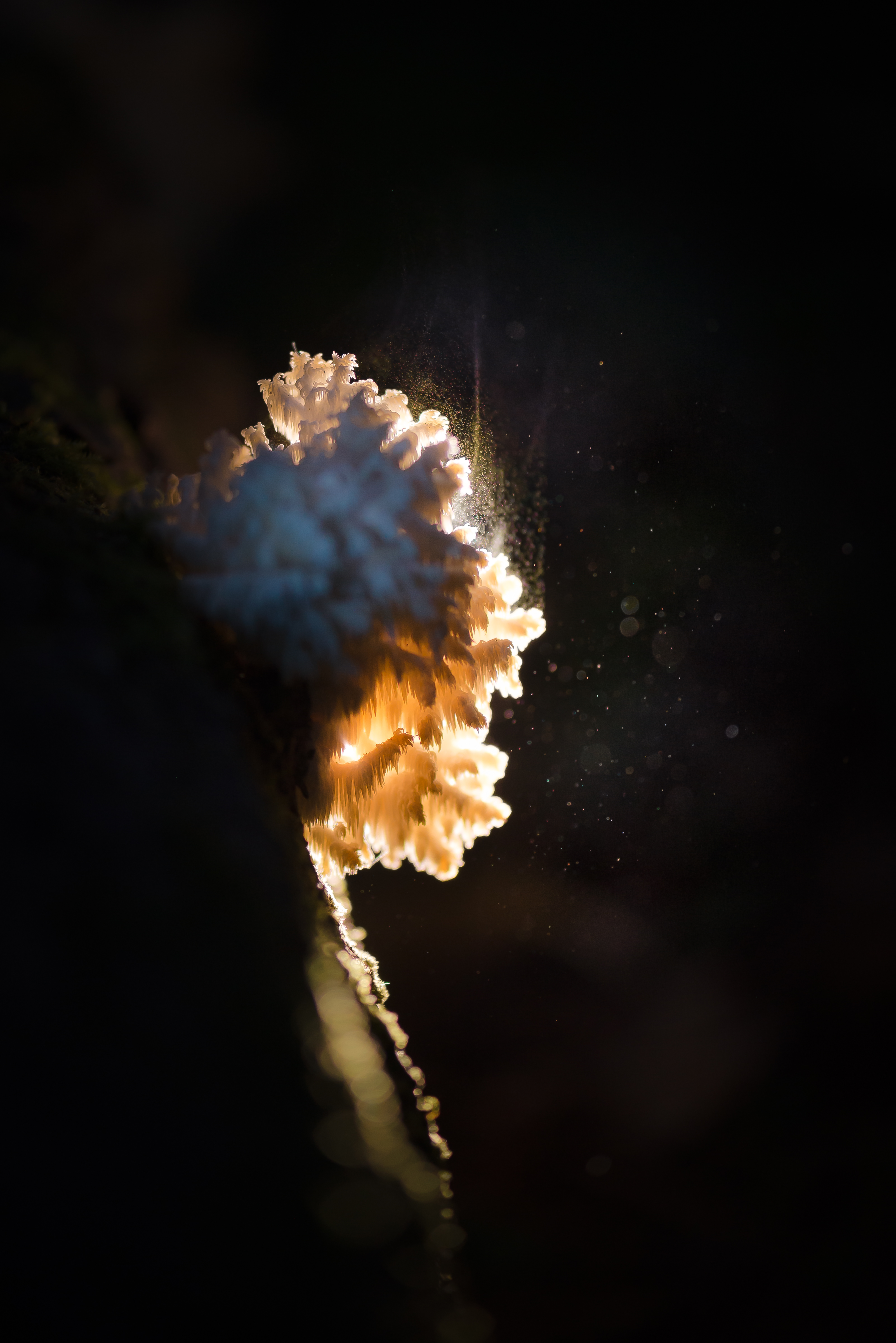 Ежовик, гриб, Соварцева Ксения