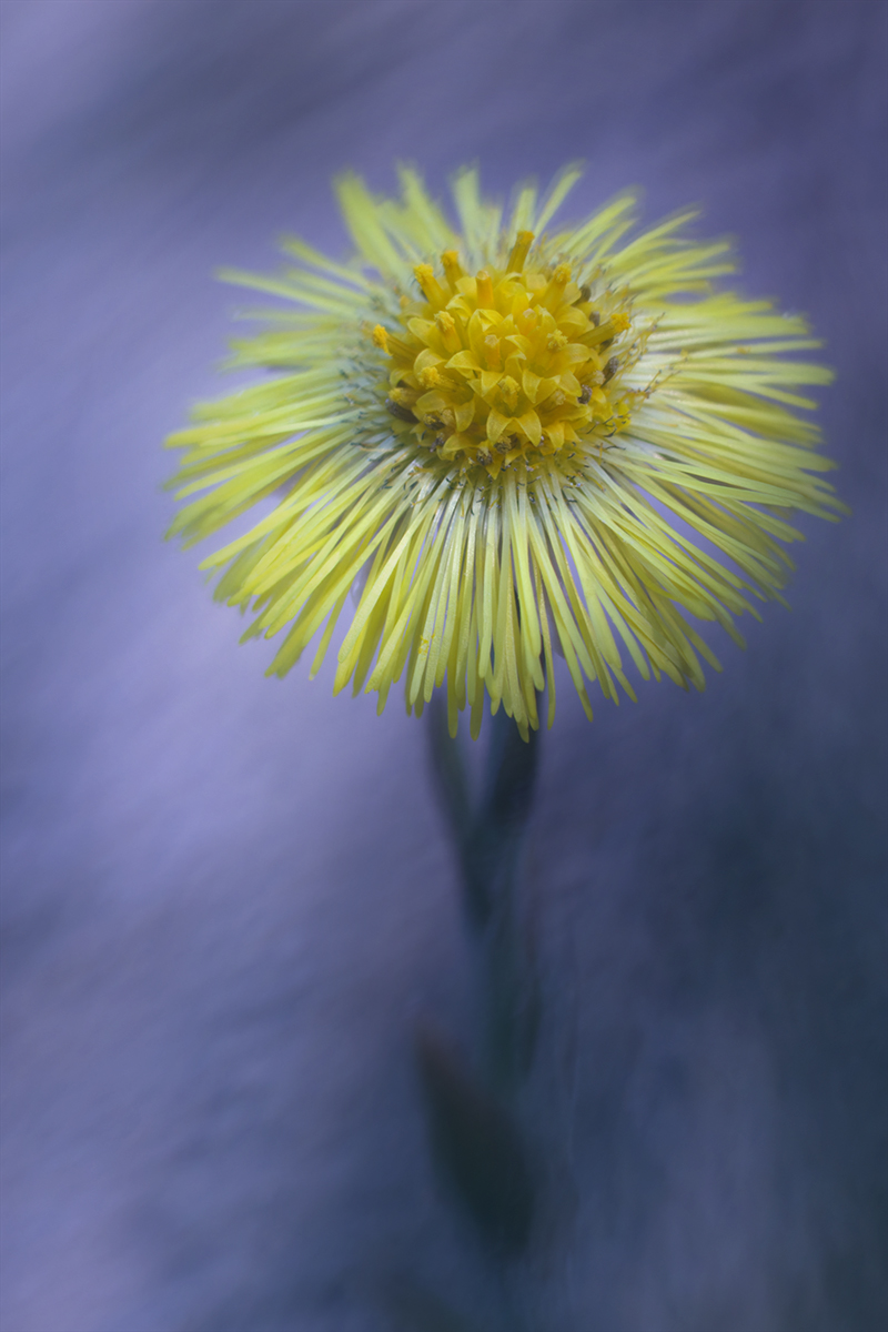 макро, цветок, мать и мачеха, macro, flower, coltsfoot, tussilágo, Хилько Марина