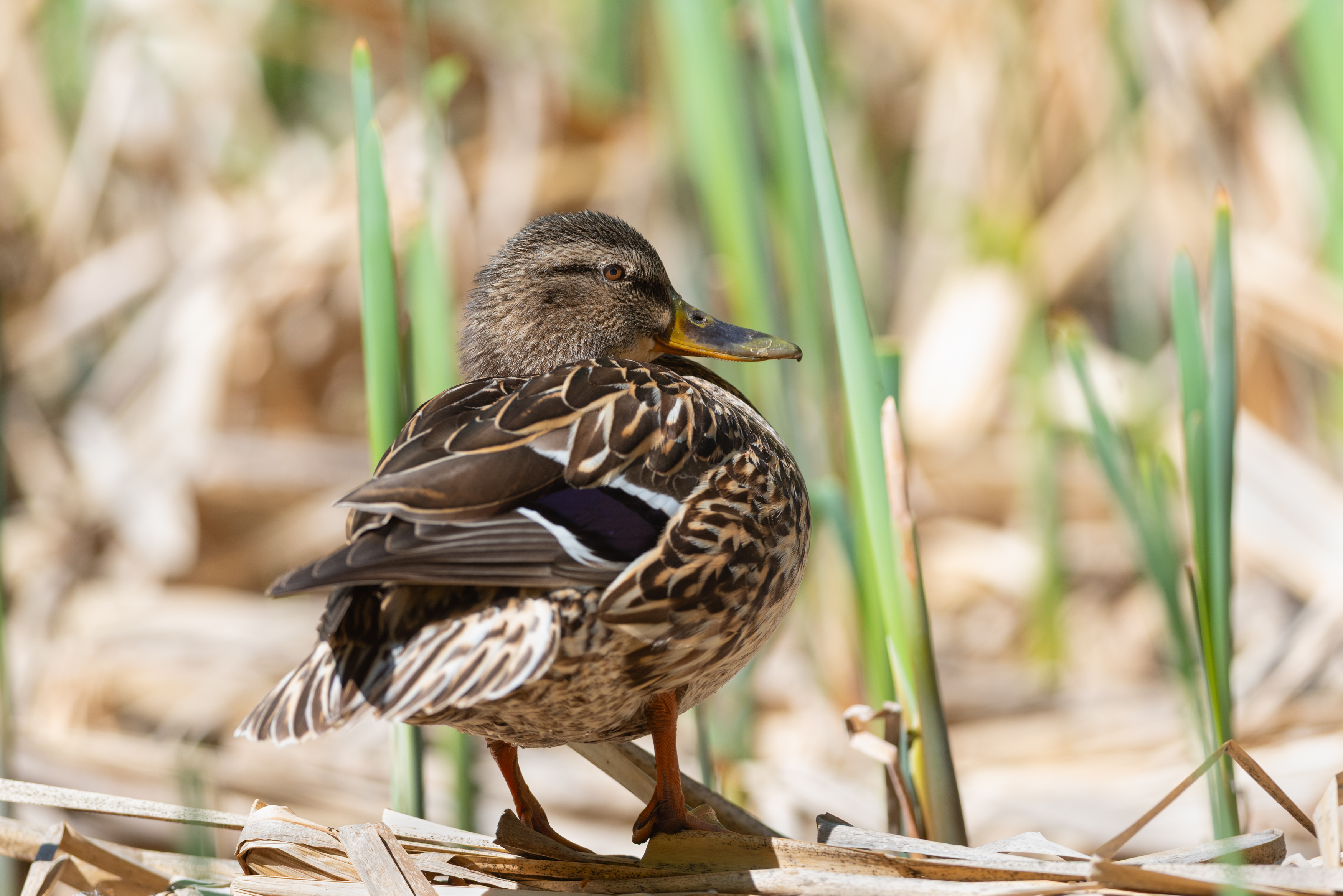 кряква, утка, птица, птицы, весна, май, новосибирск, фотоохота, Воронов Денис