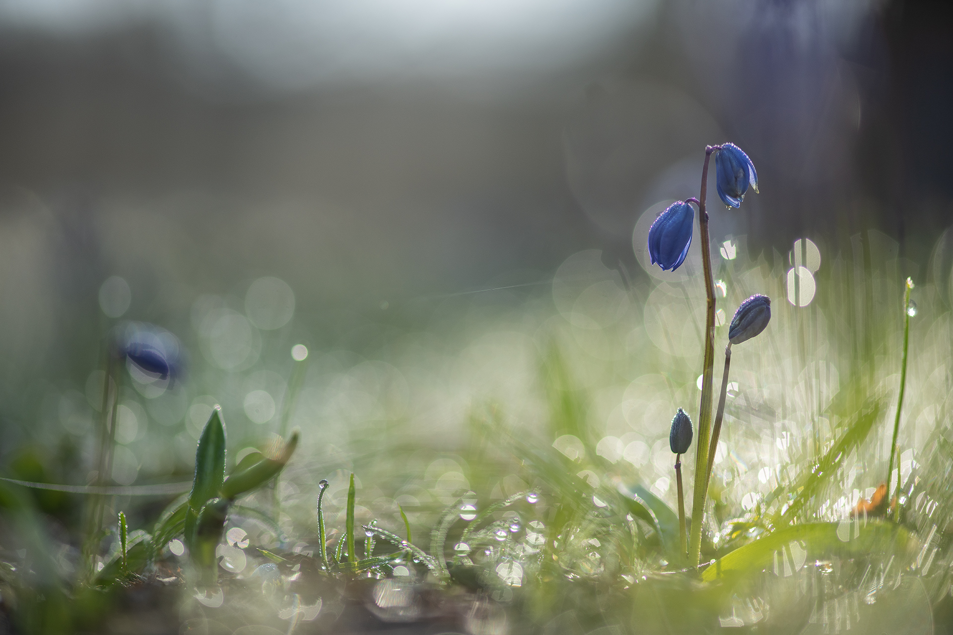 пролеска, первоцвет, апрель, весна, свет, цвет, россия, воронеж, геннадий мещеряков, nikon d 850, carl zeiss makro-planar t* 100mm f/2 zf.2, Мещеряков Геннадий