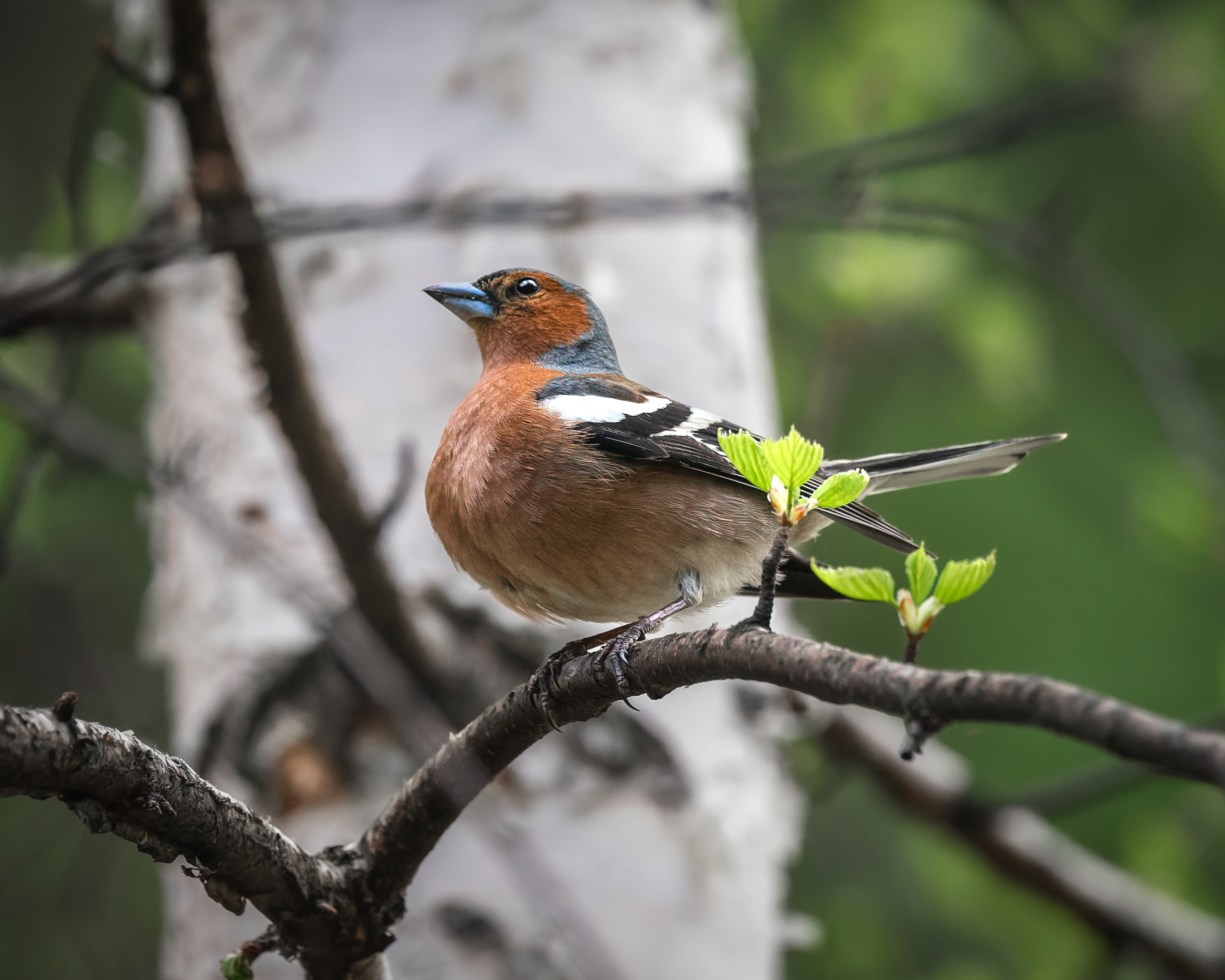 зяблик, птицы, бердвочинг, Екатерина Дубровская