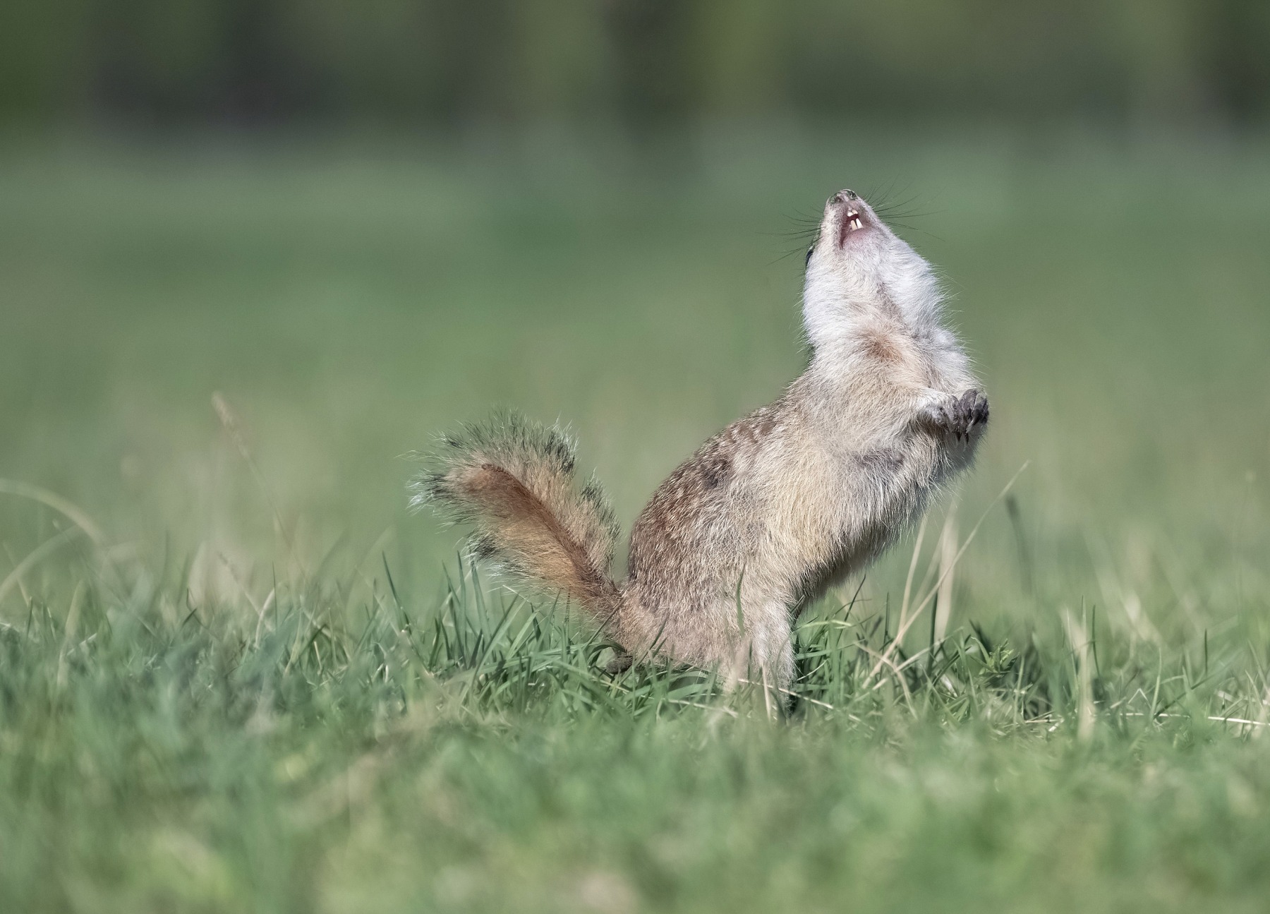 суслик, сибирь, татышев, красноярск, животный мир, Фомина Марина