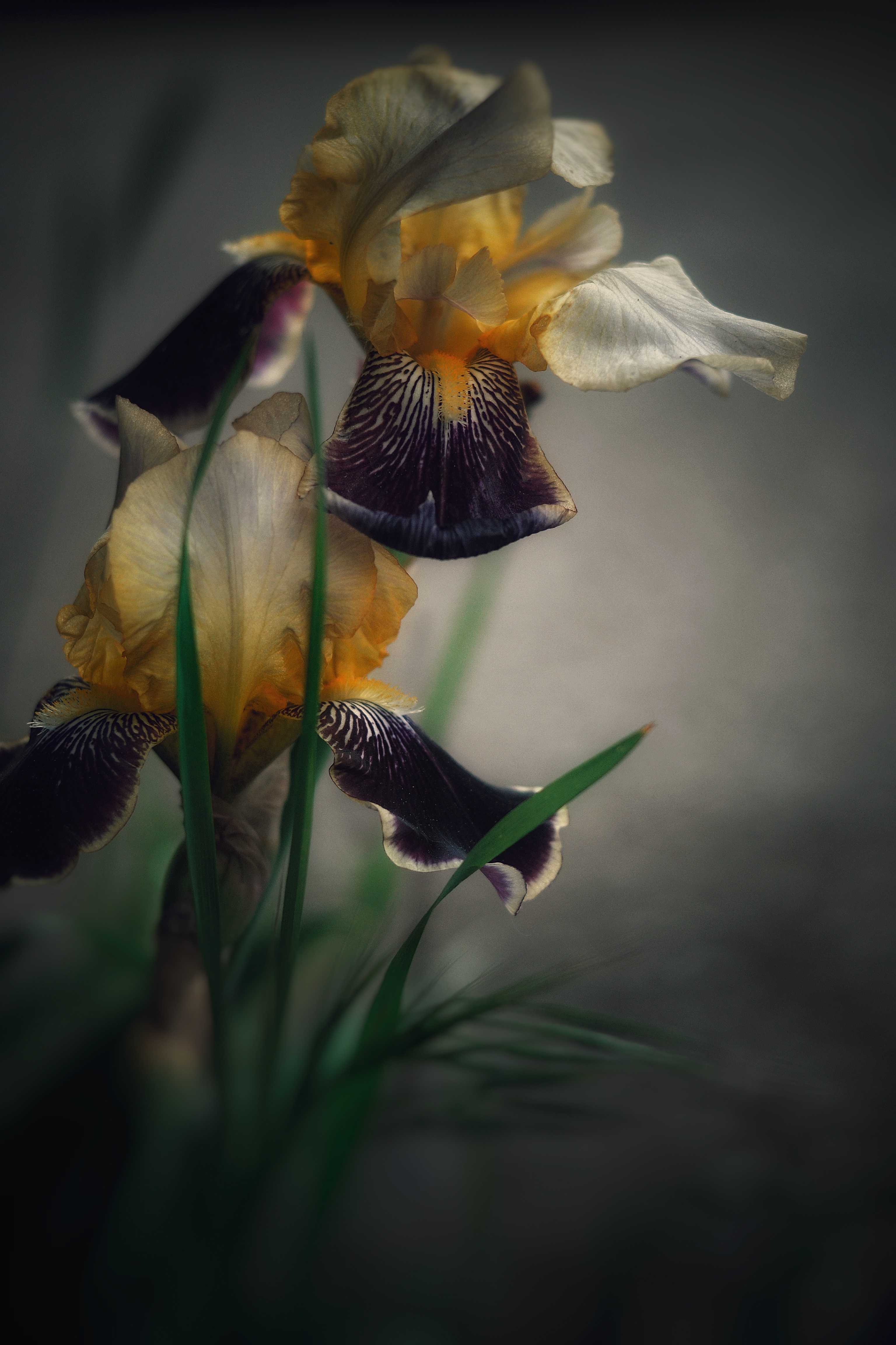 , Юлияна Стоянова