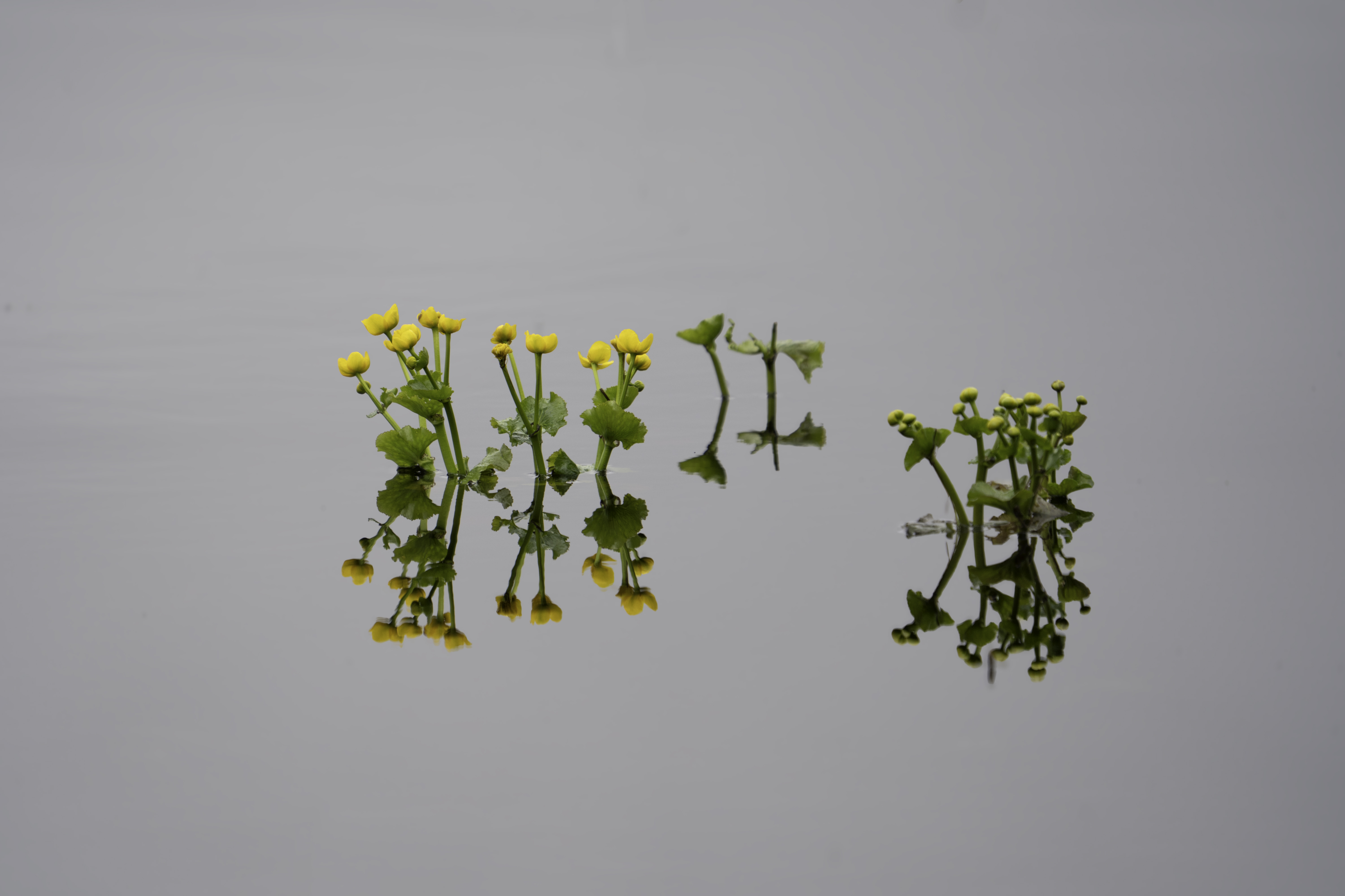 Россия, Новгородская область, Боровичи, озеро Шерегодра, Калужница болотная, , Гаврилов Юрий