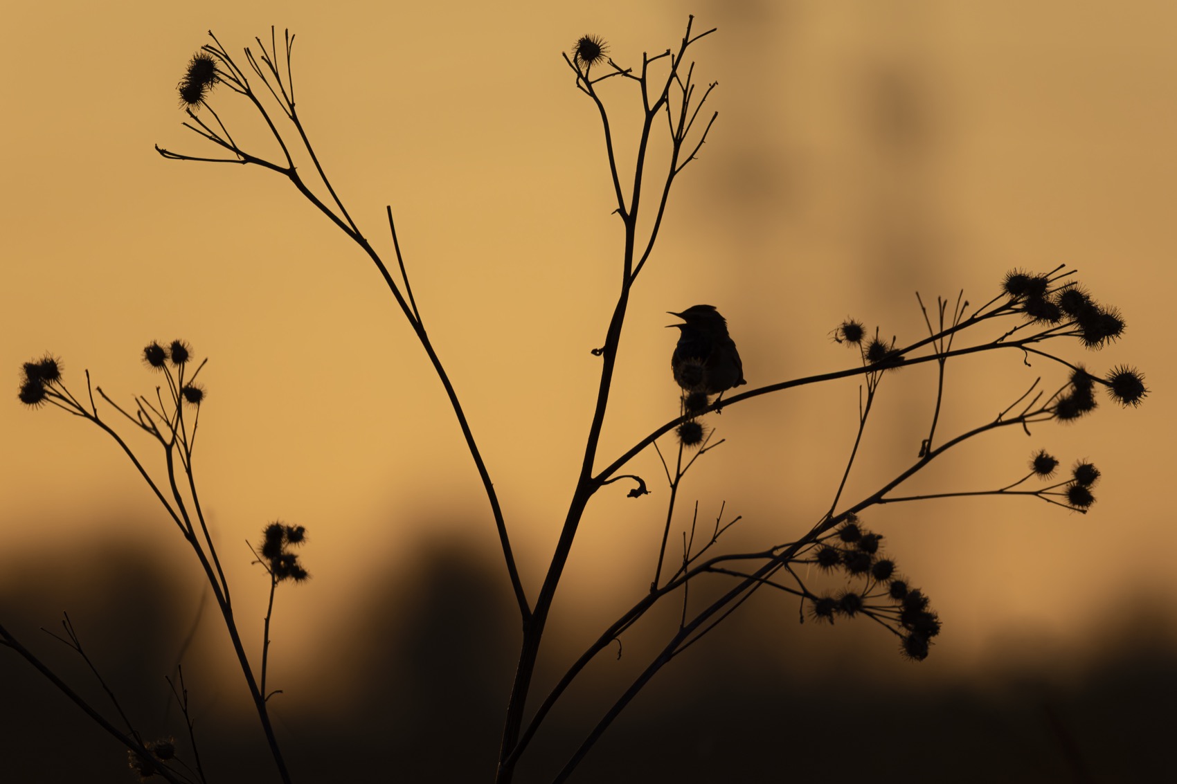 варакушка, закат, Руслан Pl