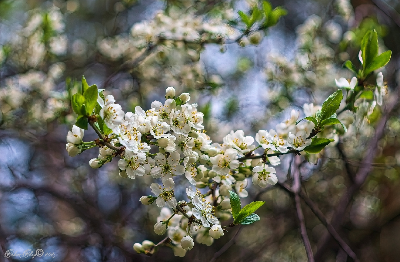 , Орлов Олег