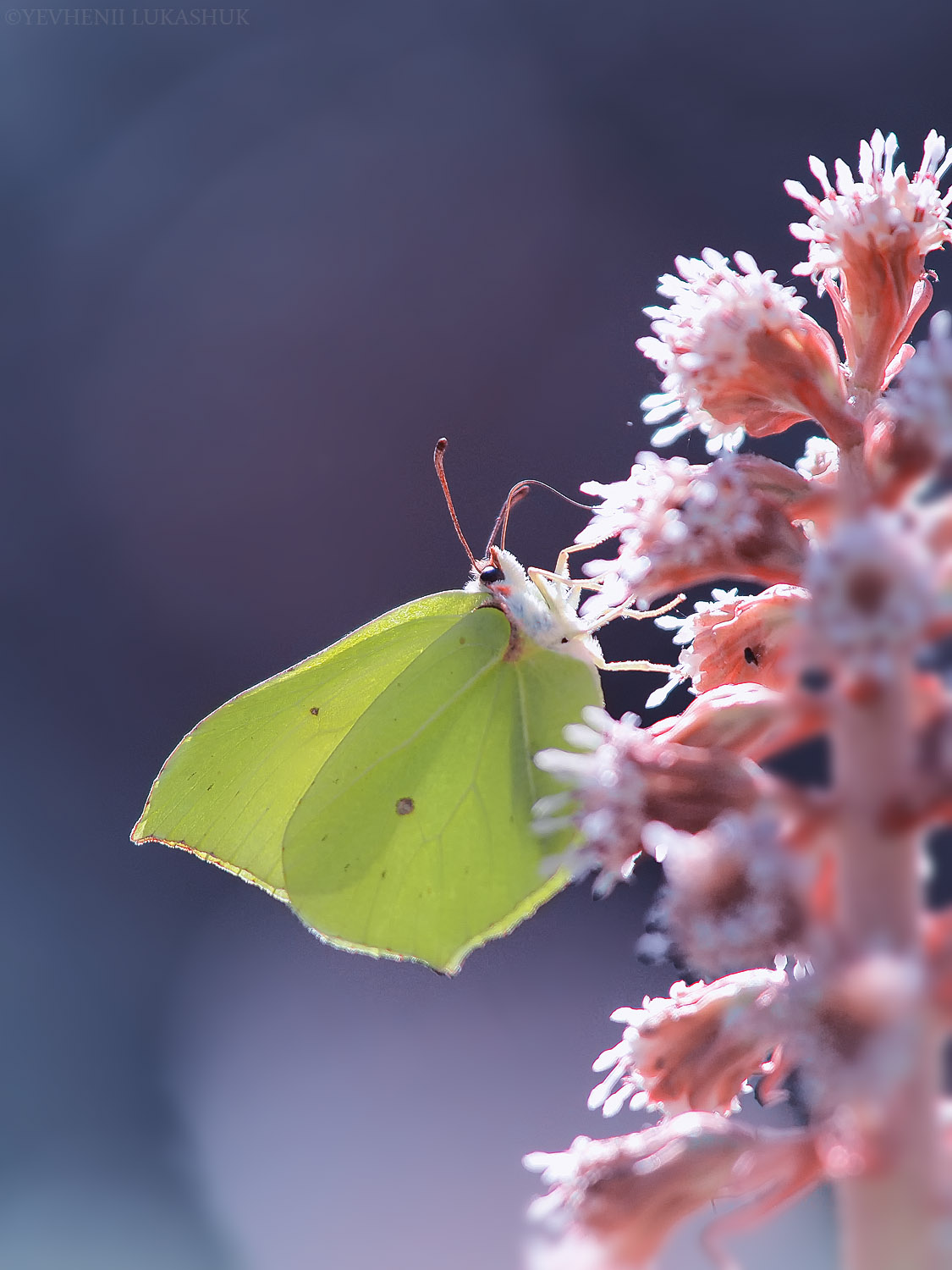 , Лукашук Евгений