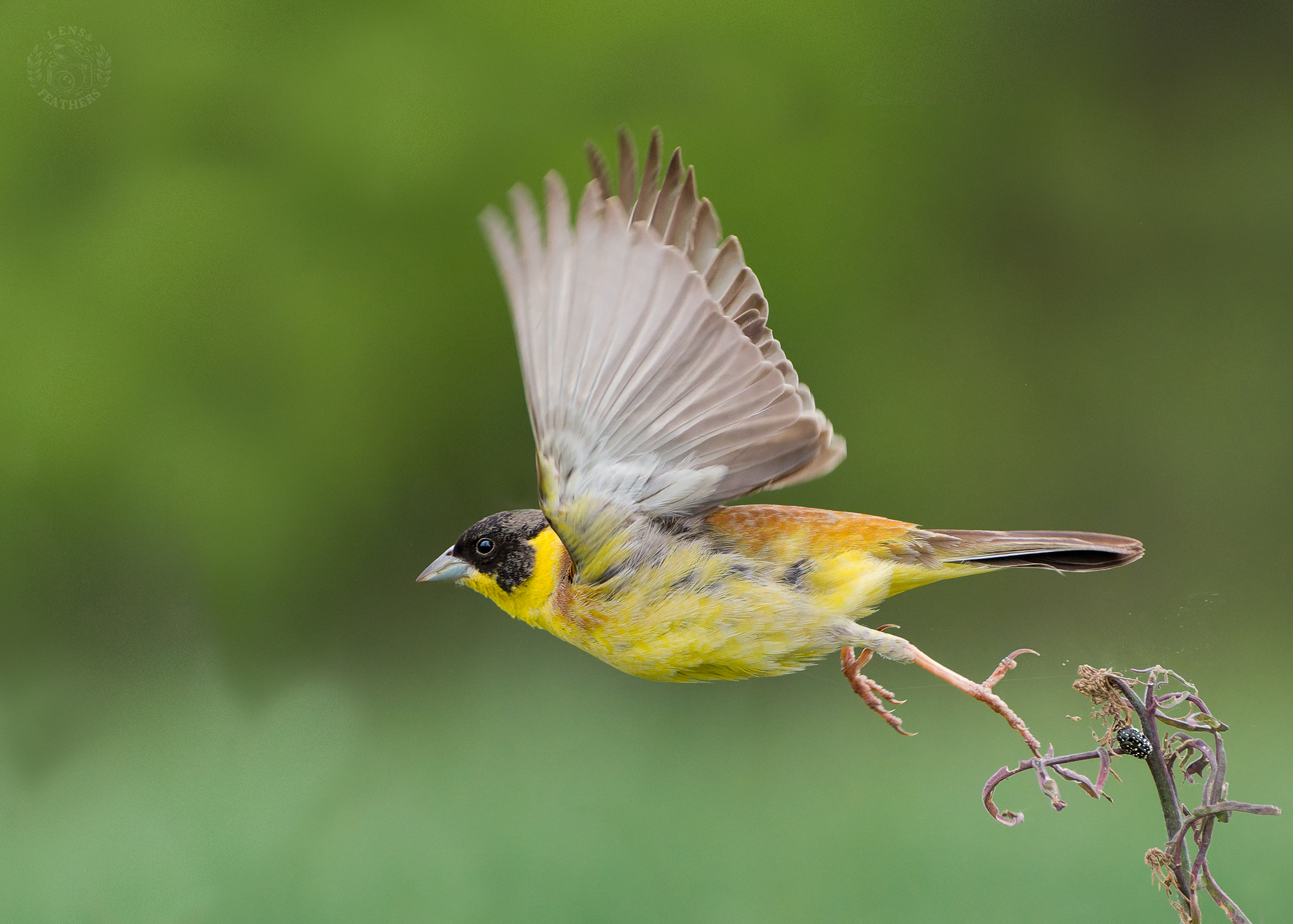, Евгени Стефанов