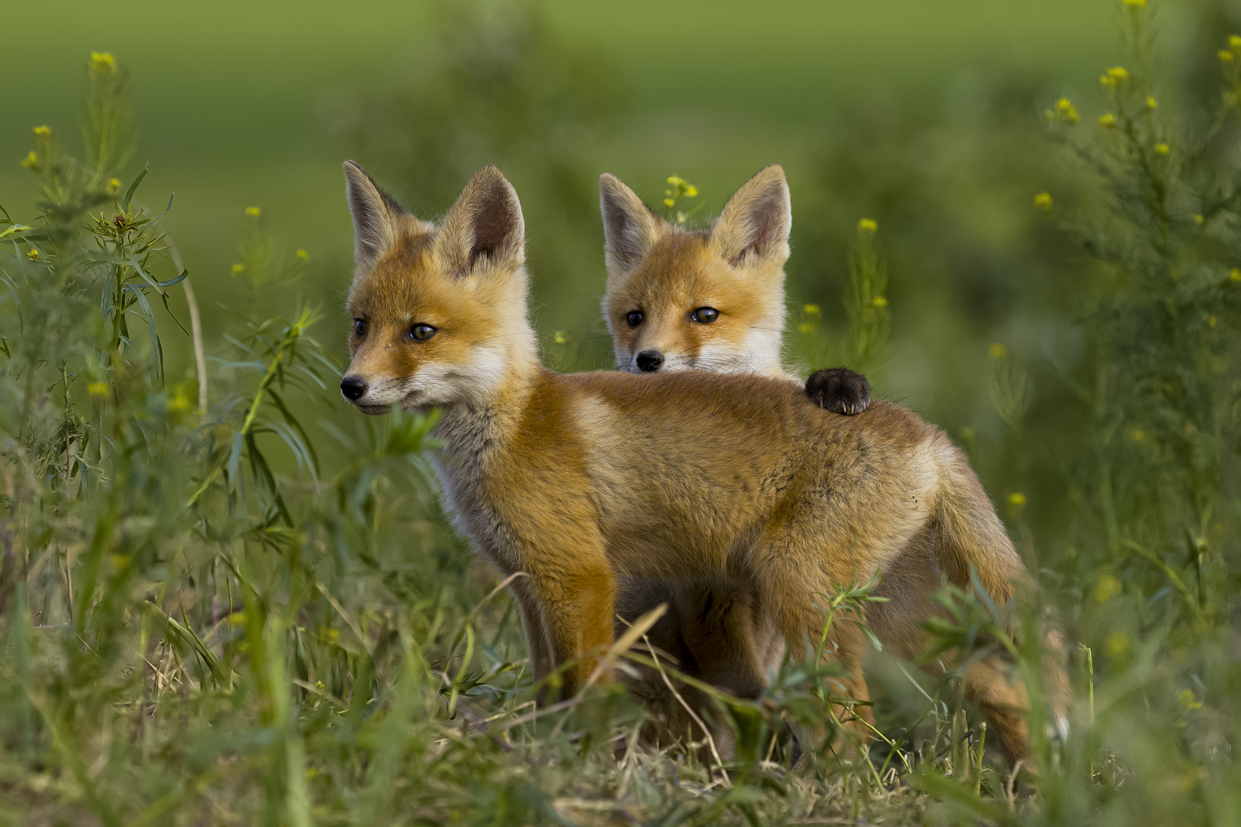 природа, Валерий Черняк