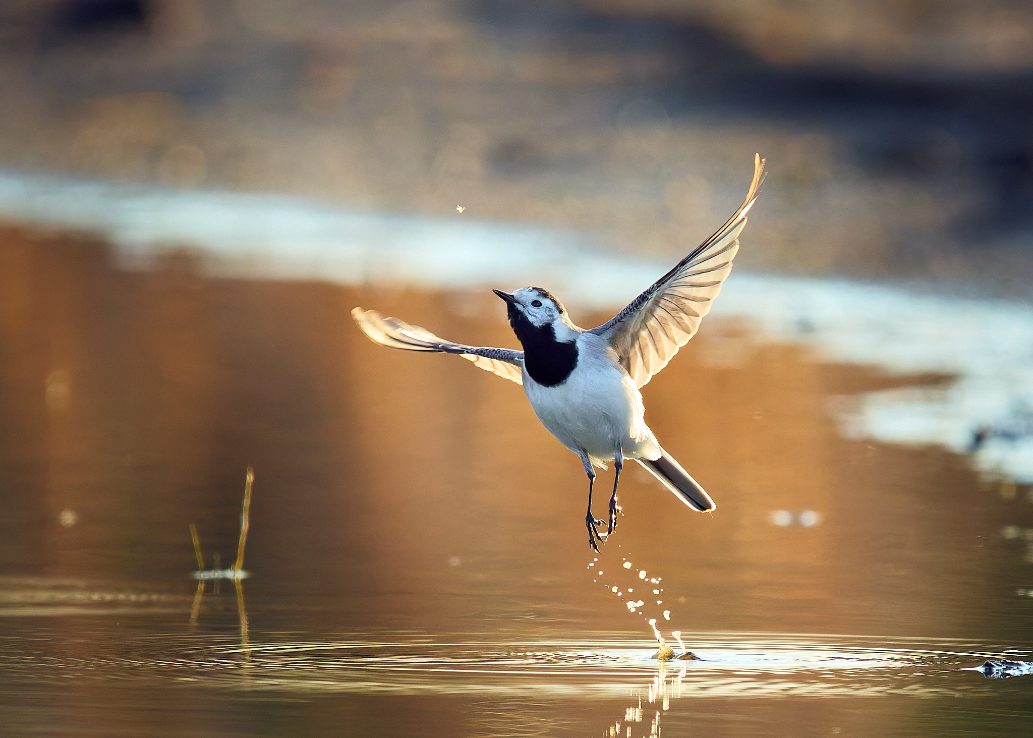 белая трясогузка в полете, Mikhail Khmelevskiy