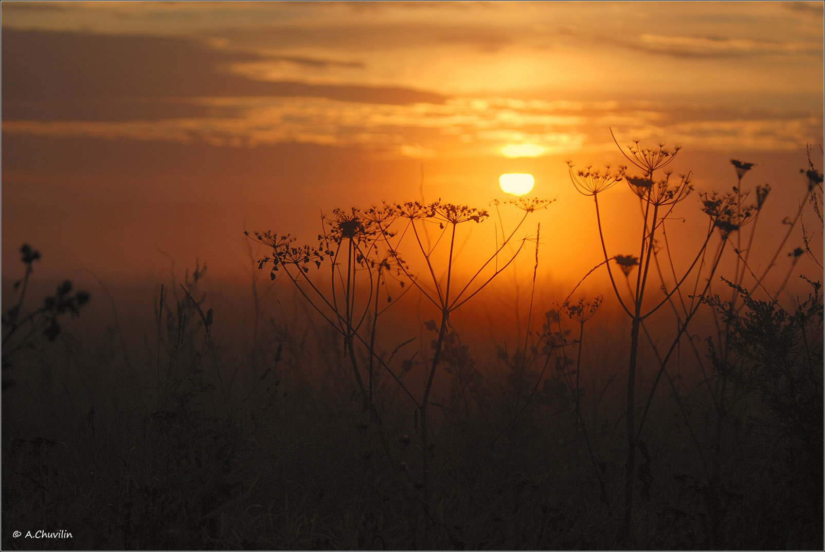 август,закат,травы, Александр Чувилин