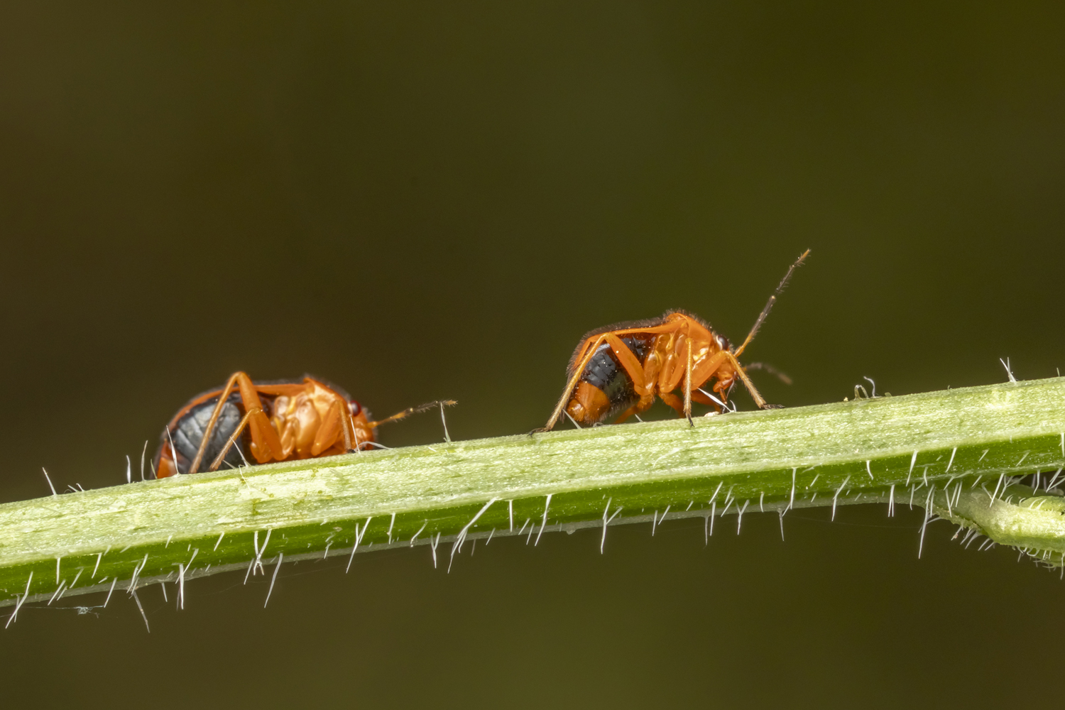 #macro #insects #nature #closeup, Nikolay Tatarchuk