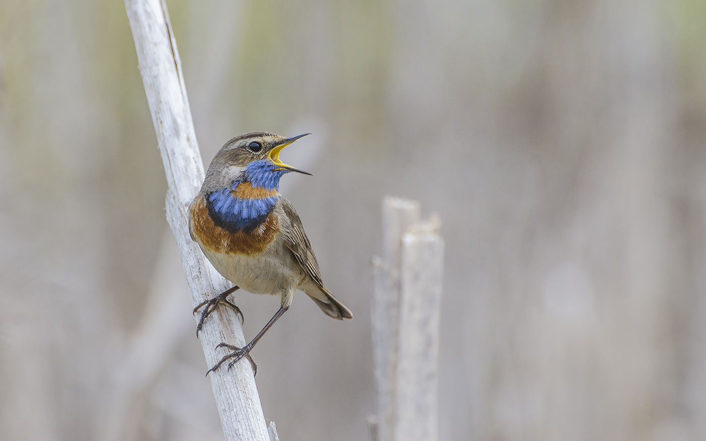 птица, варакушка, самец, Михаил Агеев