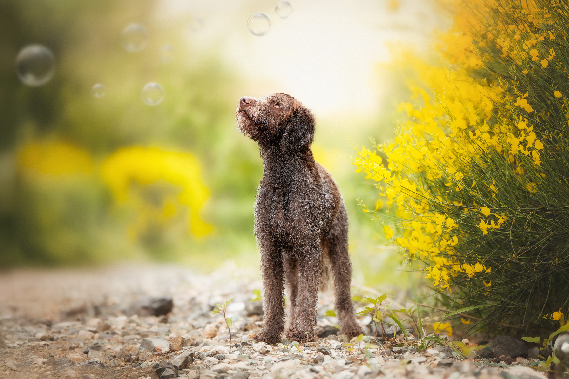 , Андрианова Ирина