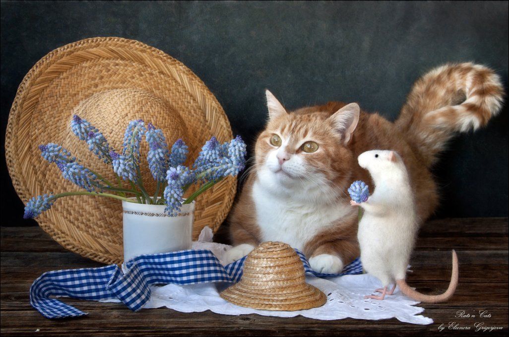 Весна, День кошек, Кошки-мышки, Мускари, Рыжая кошка, Eleonora Grigorjeva