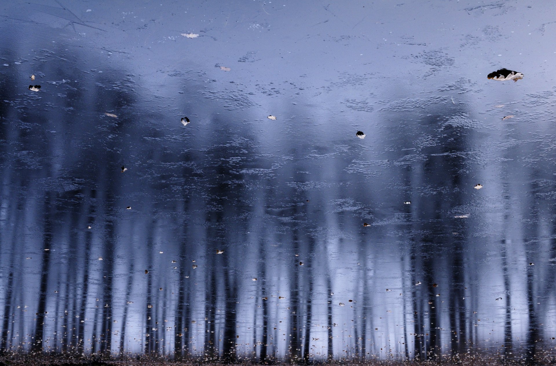 отражение, лёд, силуэты, деревья, Григорьев Игорь