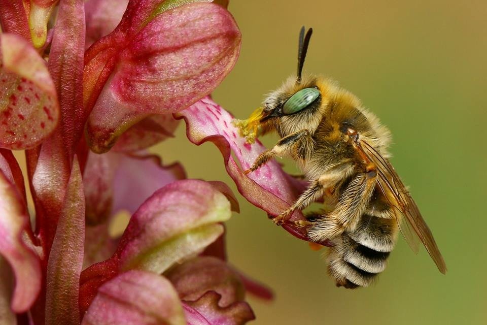 Bee, Macro, North cyprus, Orchid, Pollen, Hasan Baglar