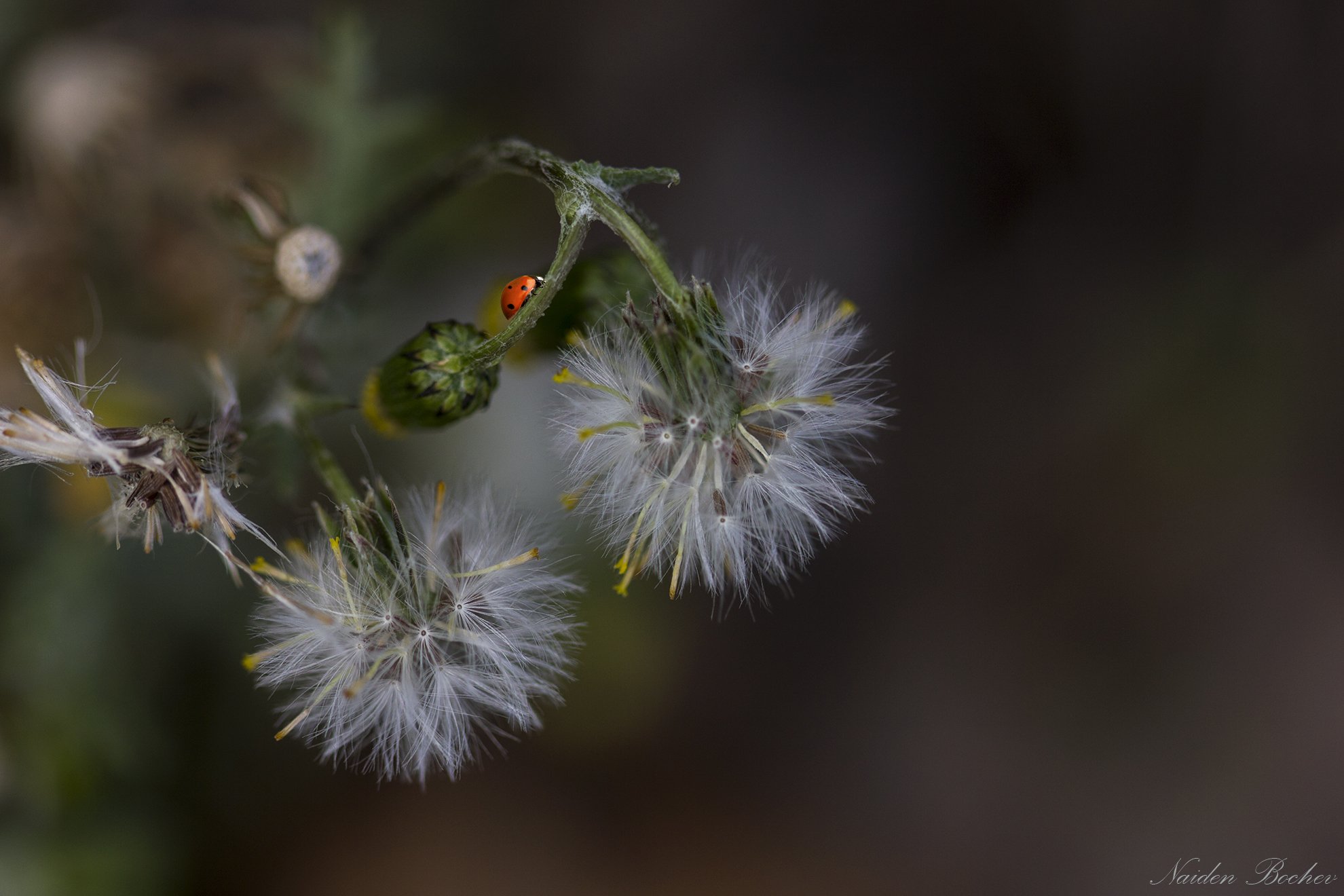 ladybug,flower,flowers,macro,nature,natural,beauty, Naiden Bochev