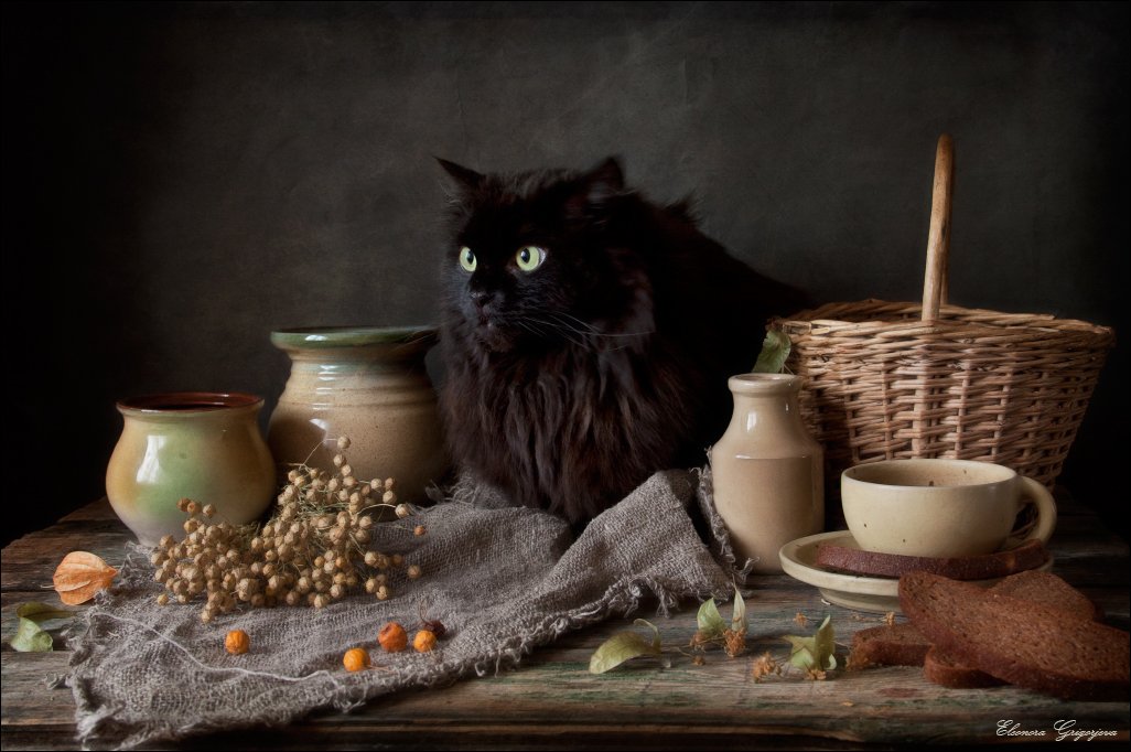 Натюркотики, Чёрный кот, Eleonora Grigorjeva