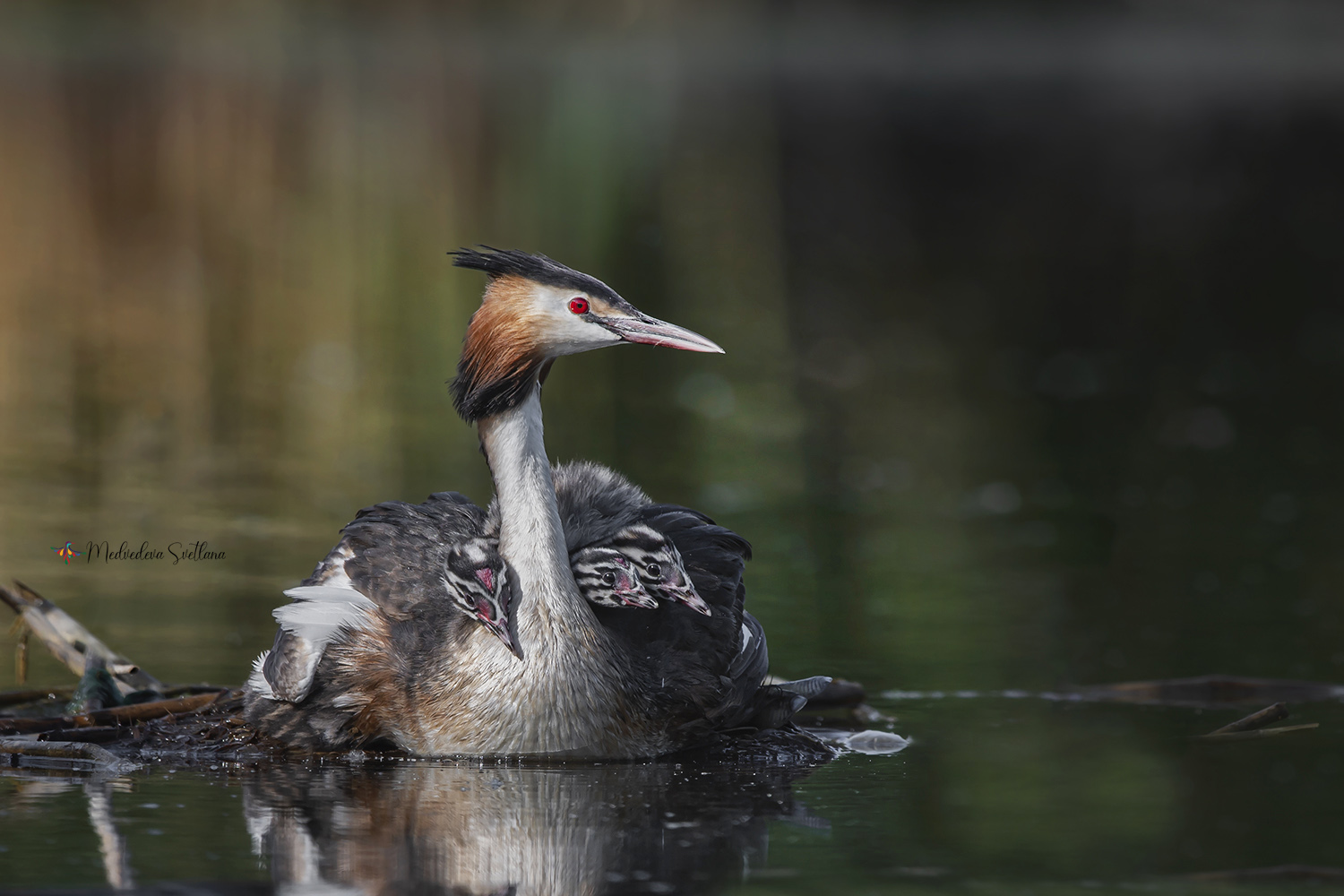 фотоохота, птица, чомга, птенец, Медведева Светлана