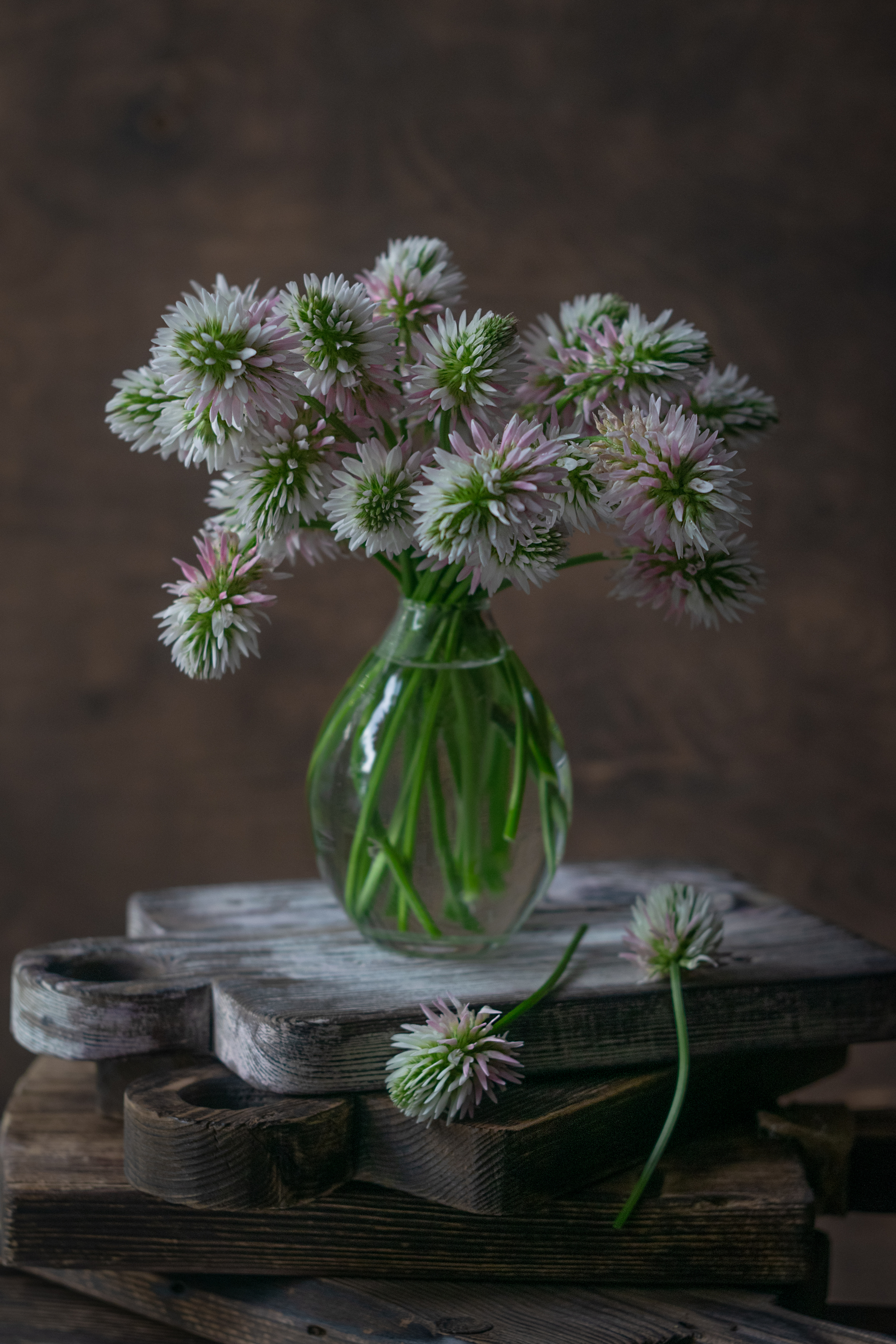 клевер,натюрморт,ставрополь, мс гелиос 81н, Ветренко Денис