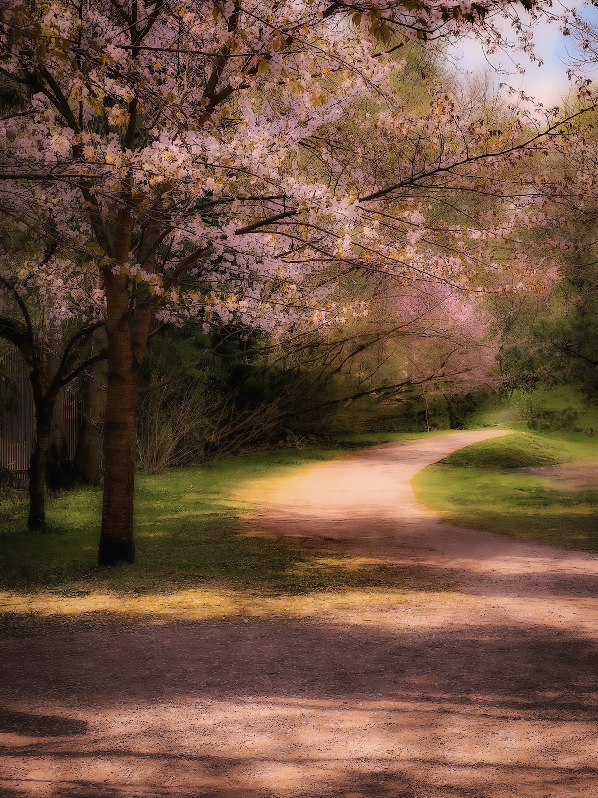 пейзаж, landscape, nature, природа, весна, spring, сакура, цветы, flowers, Julia Kaissa