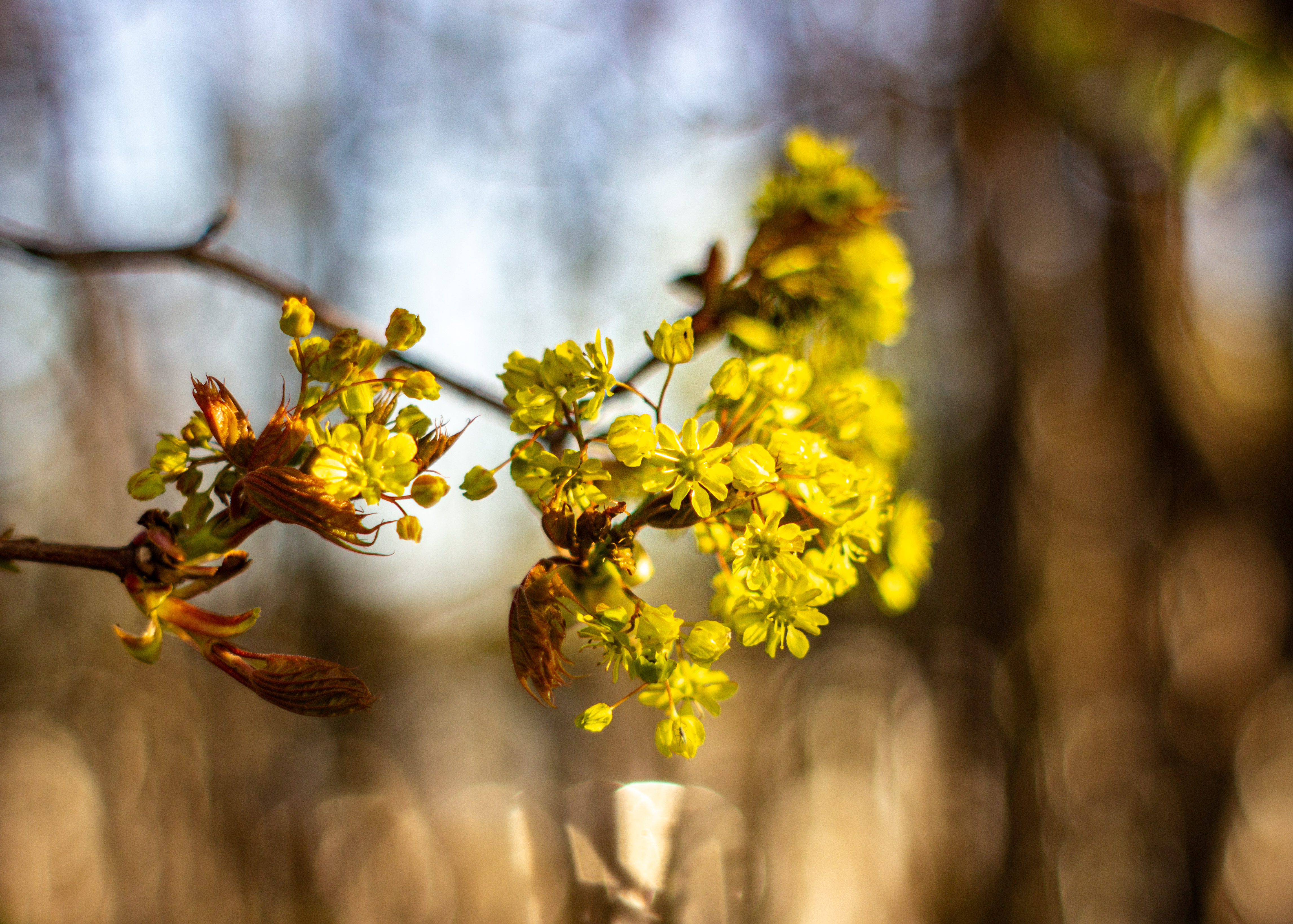 , Лофицкая Лариса
