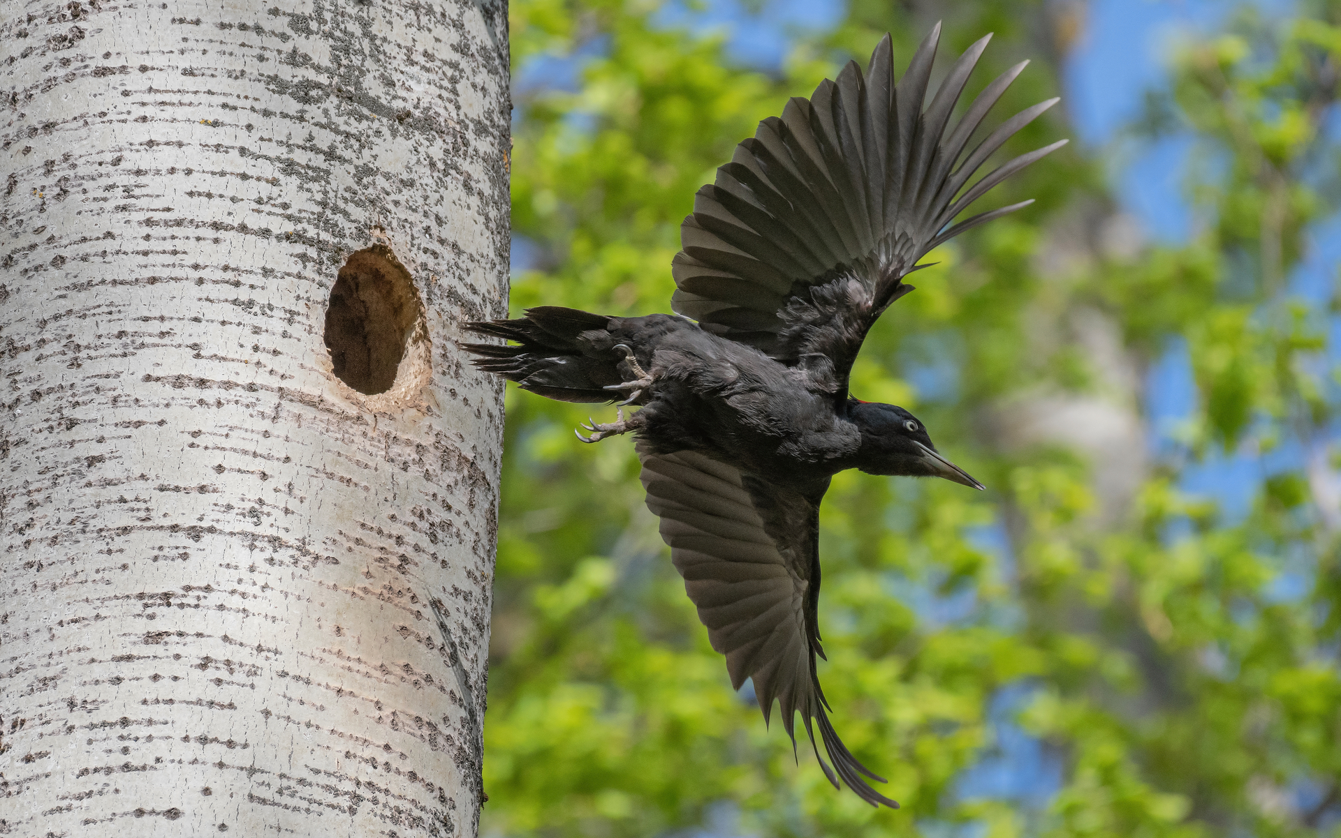 птицы, фотоохота, желна, дятел, Сигушин Руслан