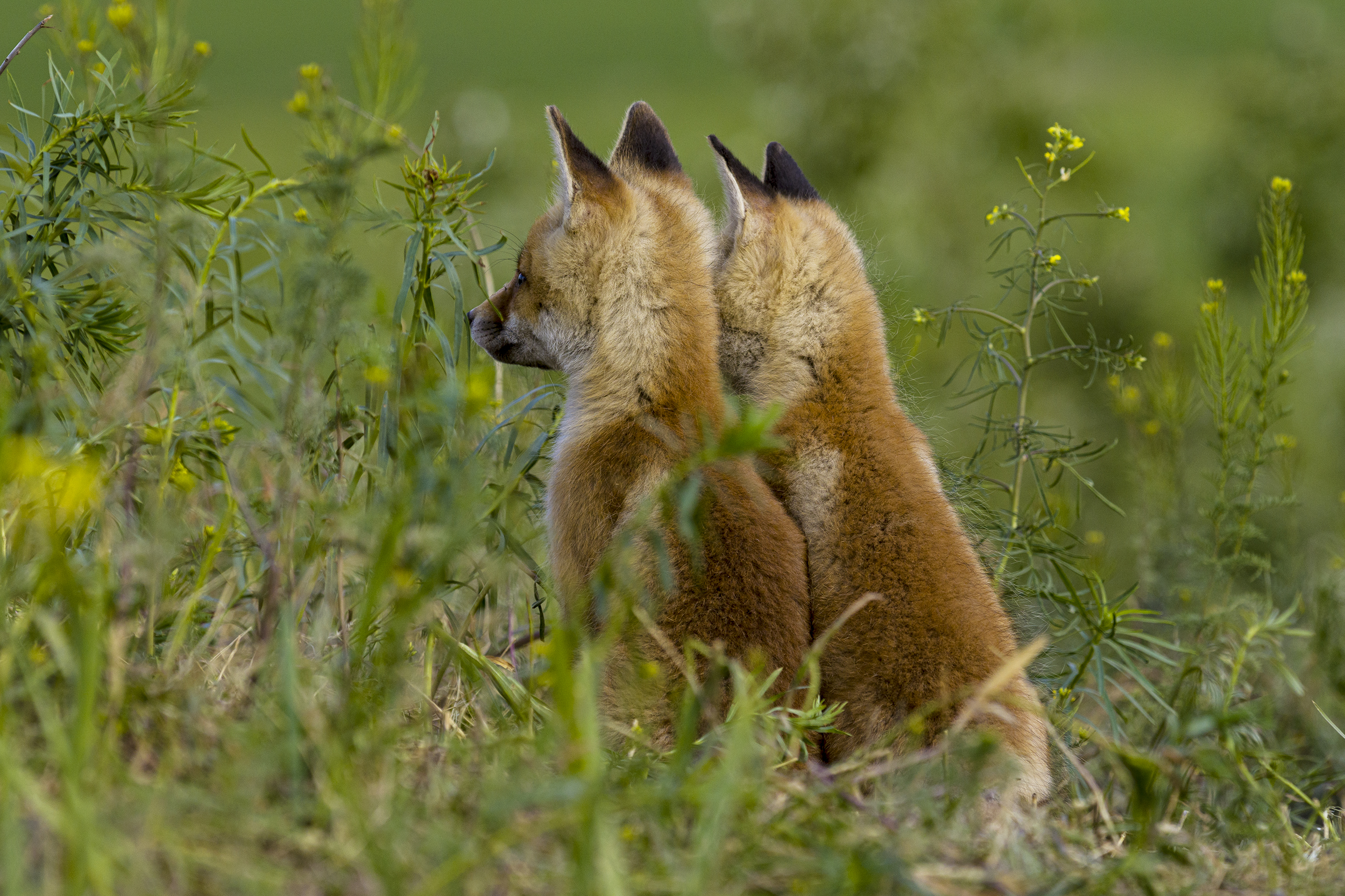природа, Валерий Черняк