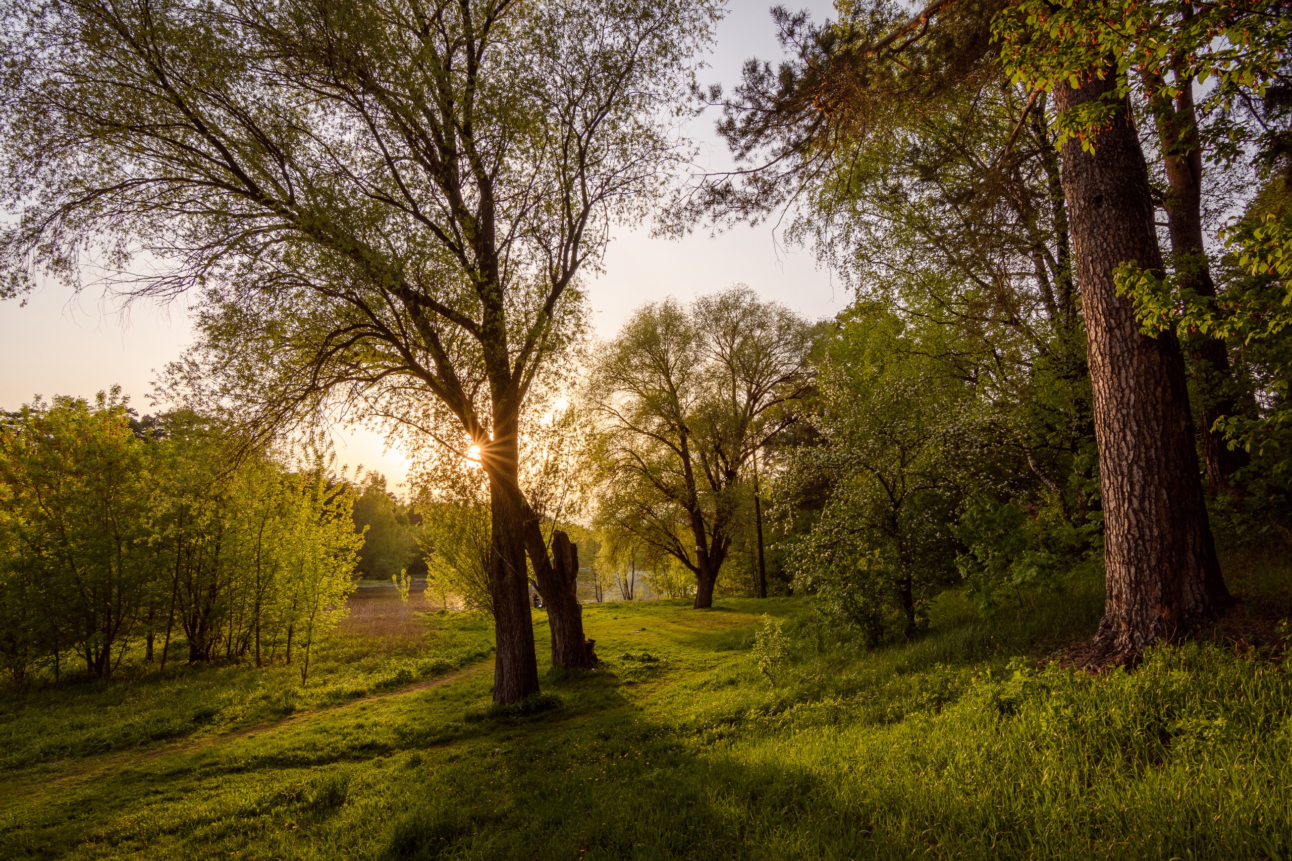 закат, пейзаж, солнце, дерево, озеро, Сергей Студнев