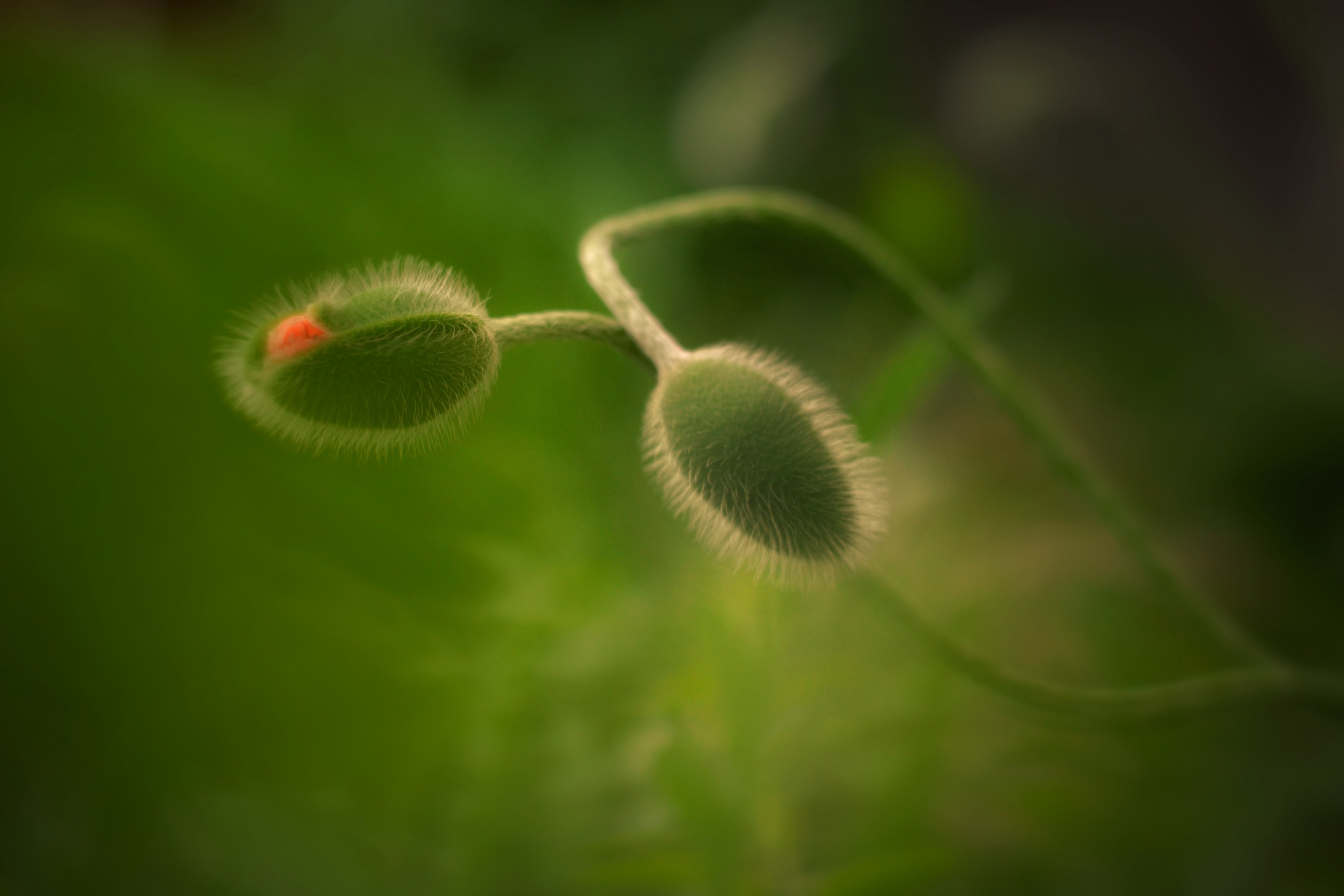 , Юлияна Стоянова