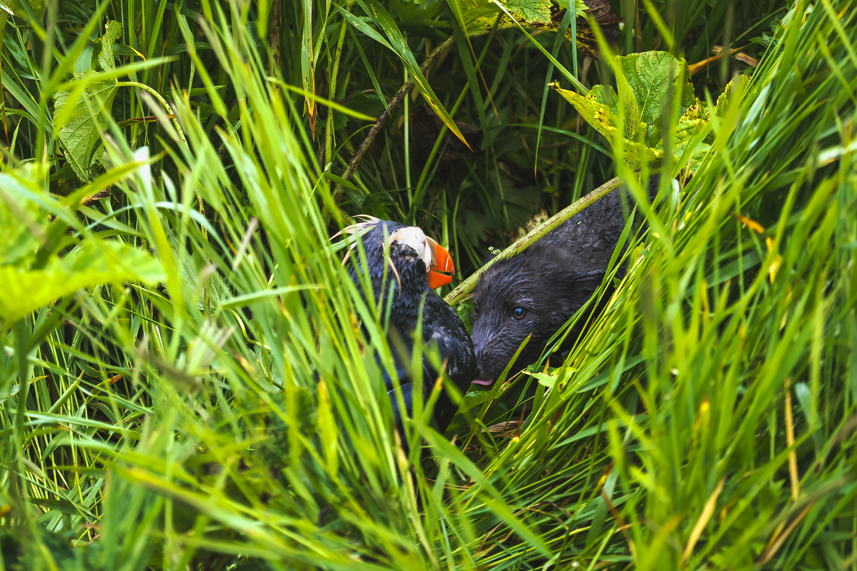 берингийский голубой песец, щенок, топорок, охота,, Уткин Дмитрий
