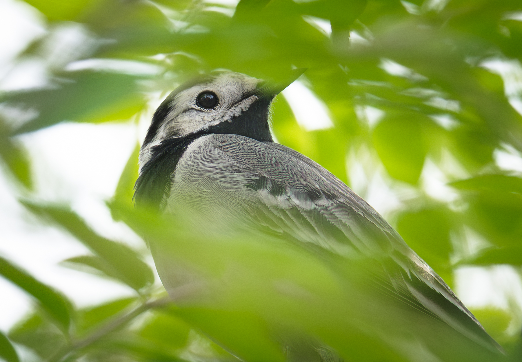 , Курлянцев Алексей