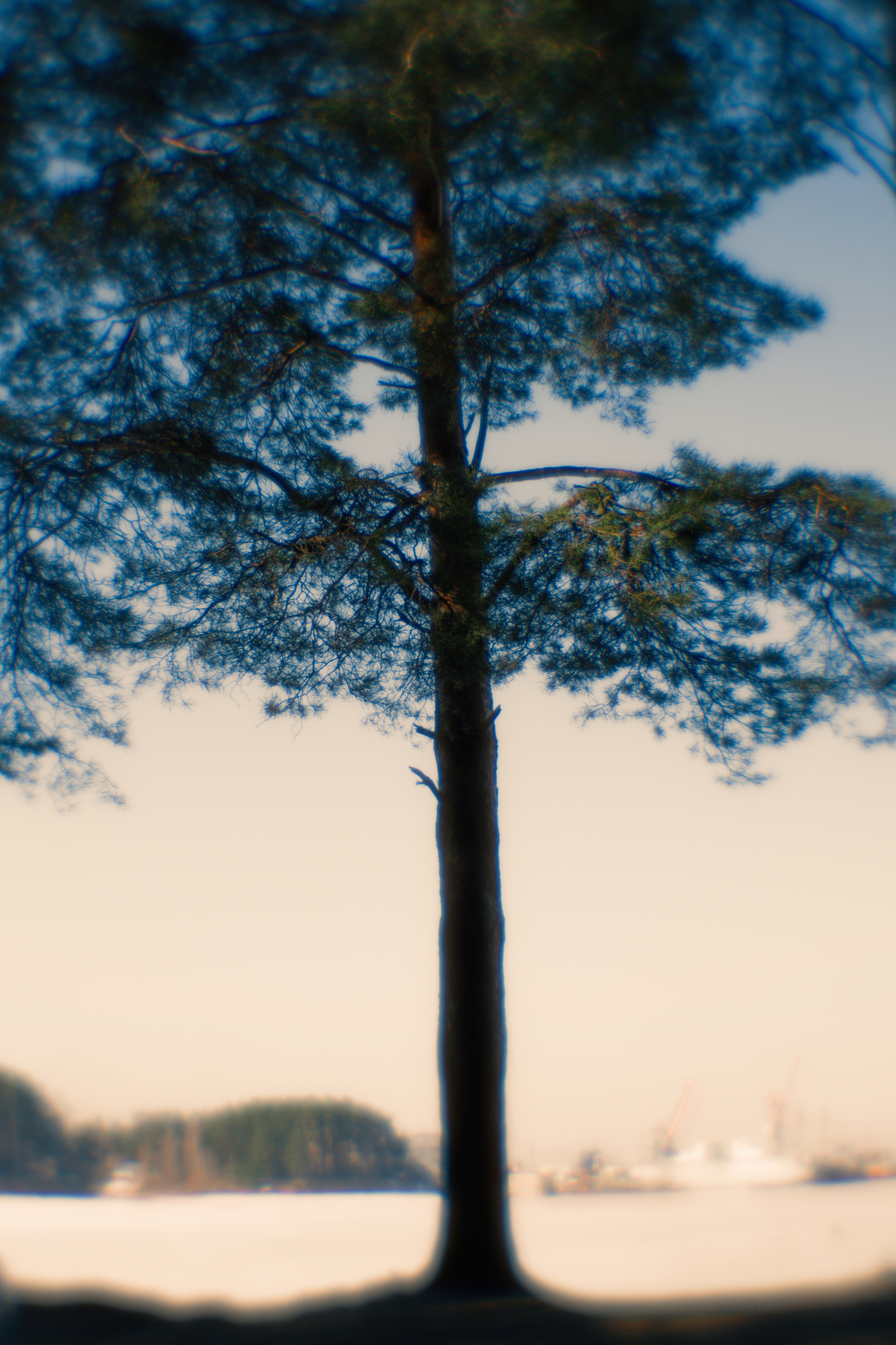 , Таня Смолевская