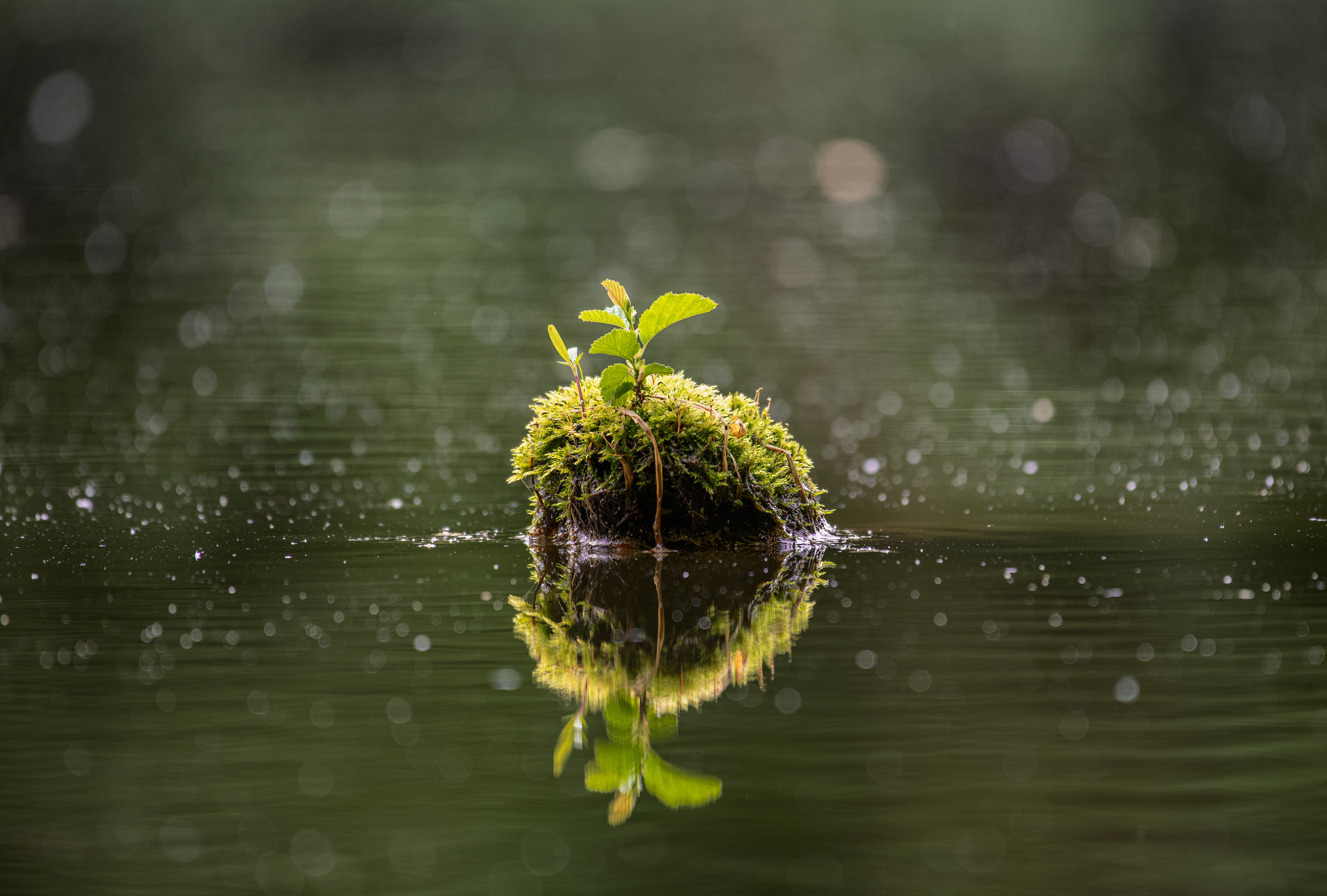 , Ширяев Константин