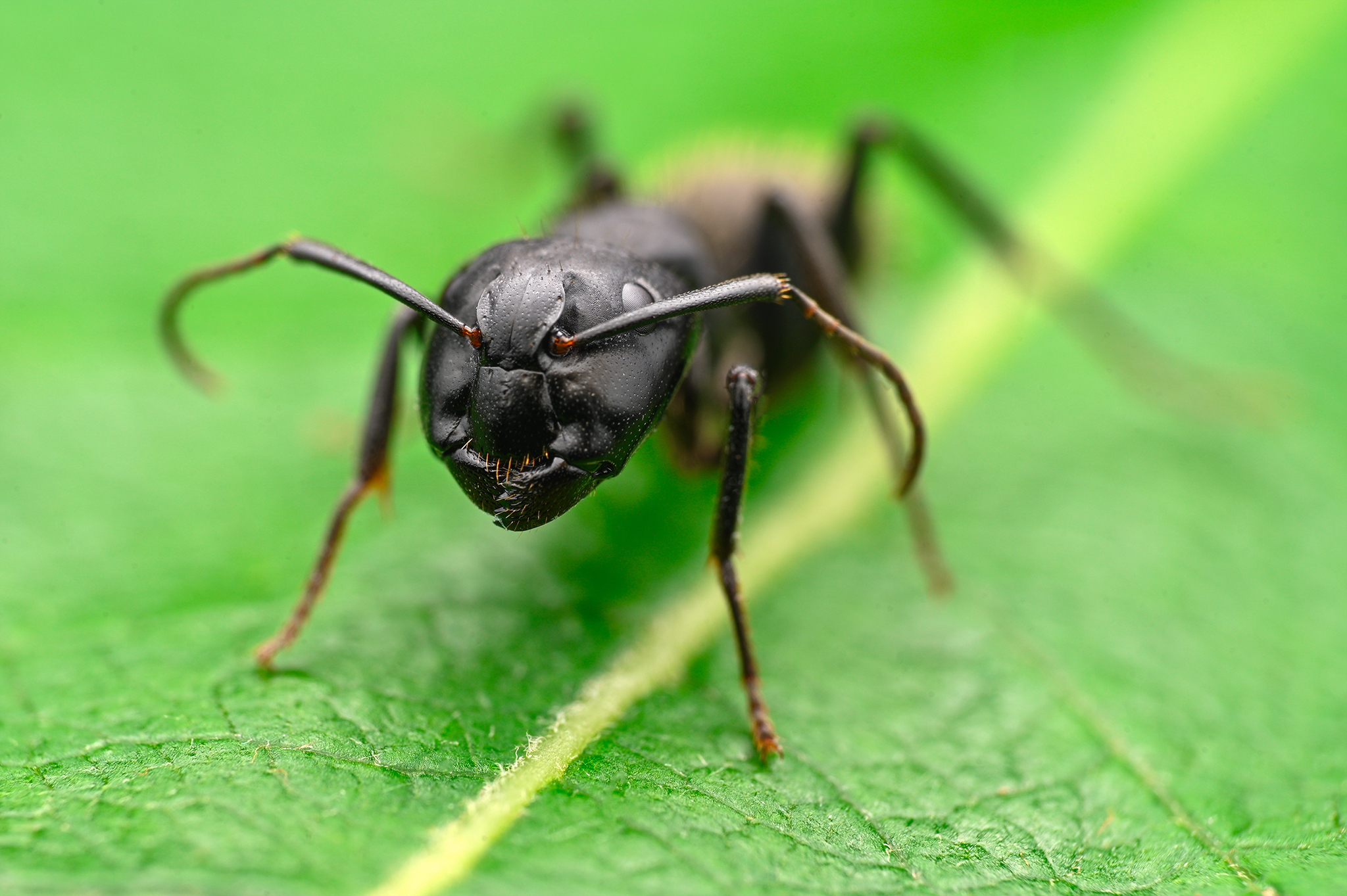 ceclii, macro, Ganev Tsvetan